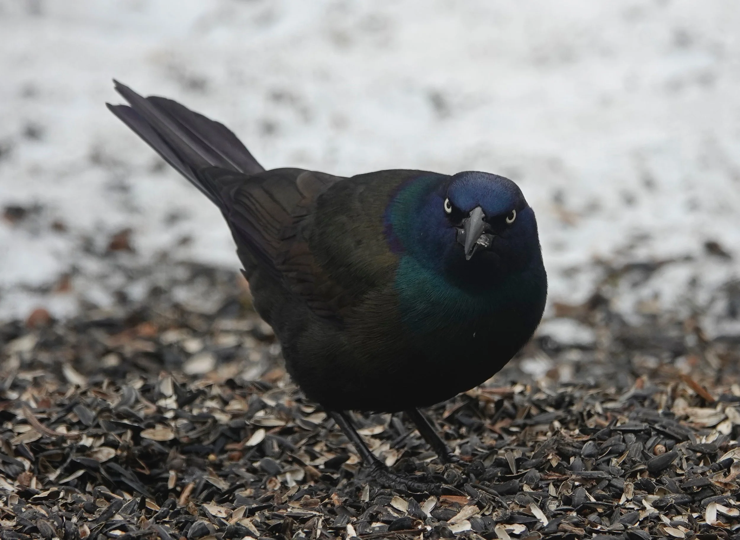 The common grackle found something to eat, but it didn’t look happy.