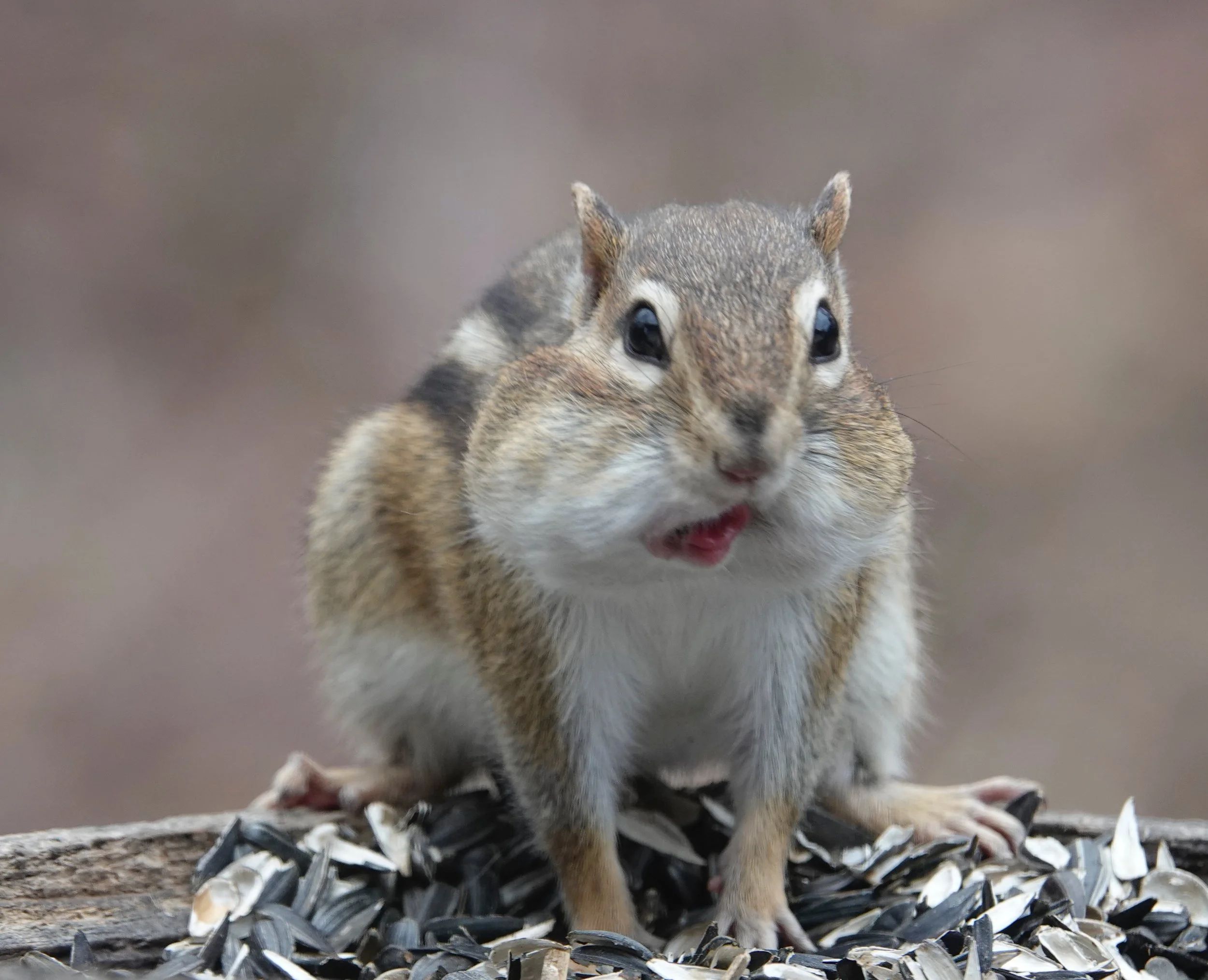 A chipmunk’s driver’s license photo.