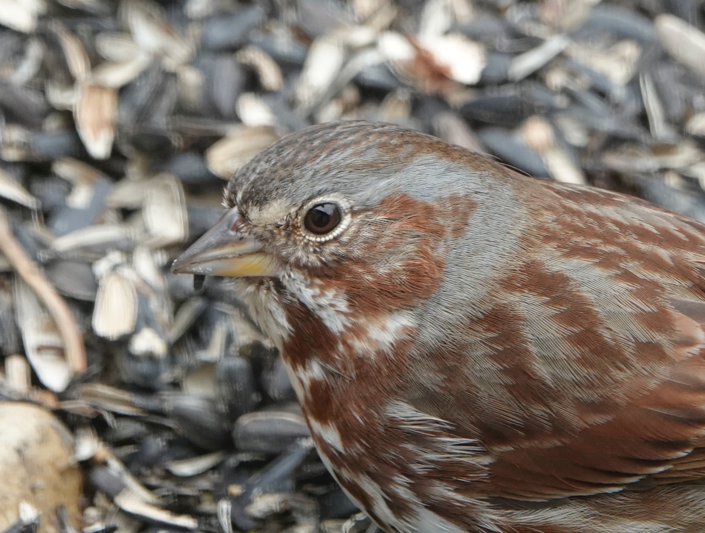 The fox sparrow sees things of which I can only dream.