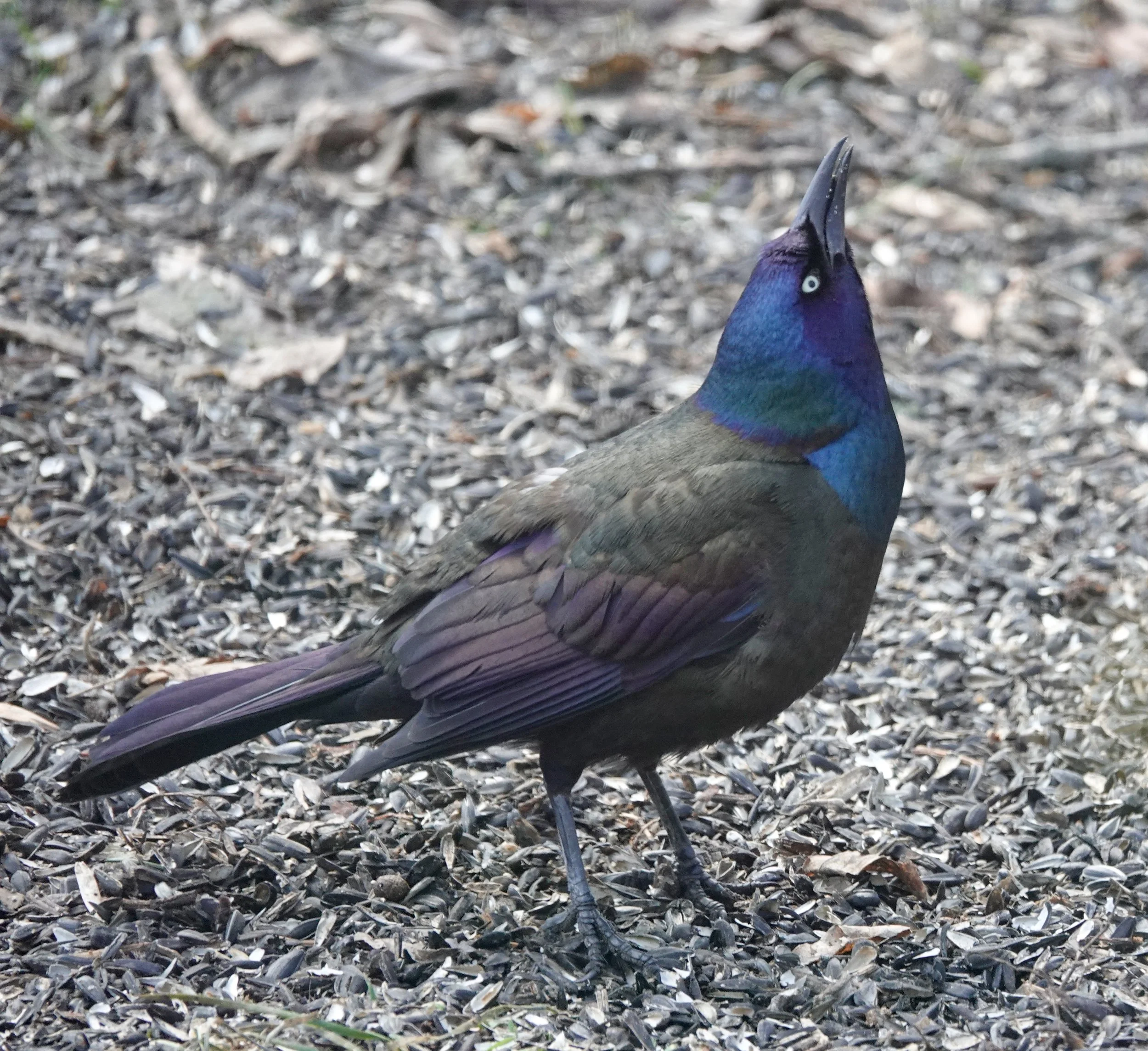 The head of the billing department at the Grackle Company.
