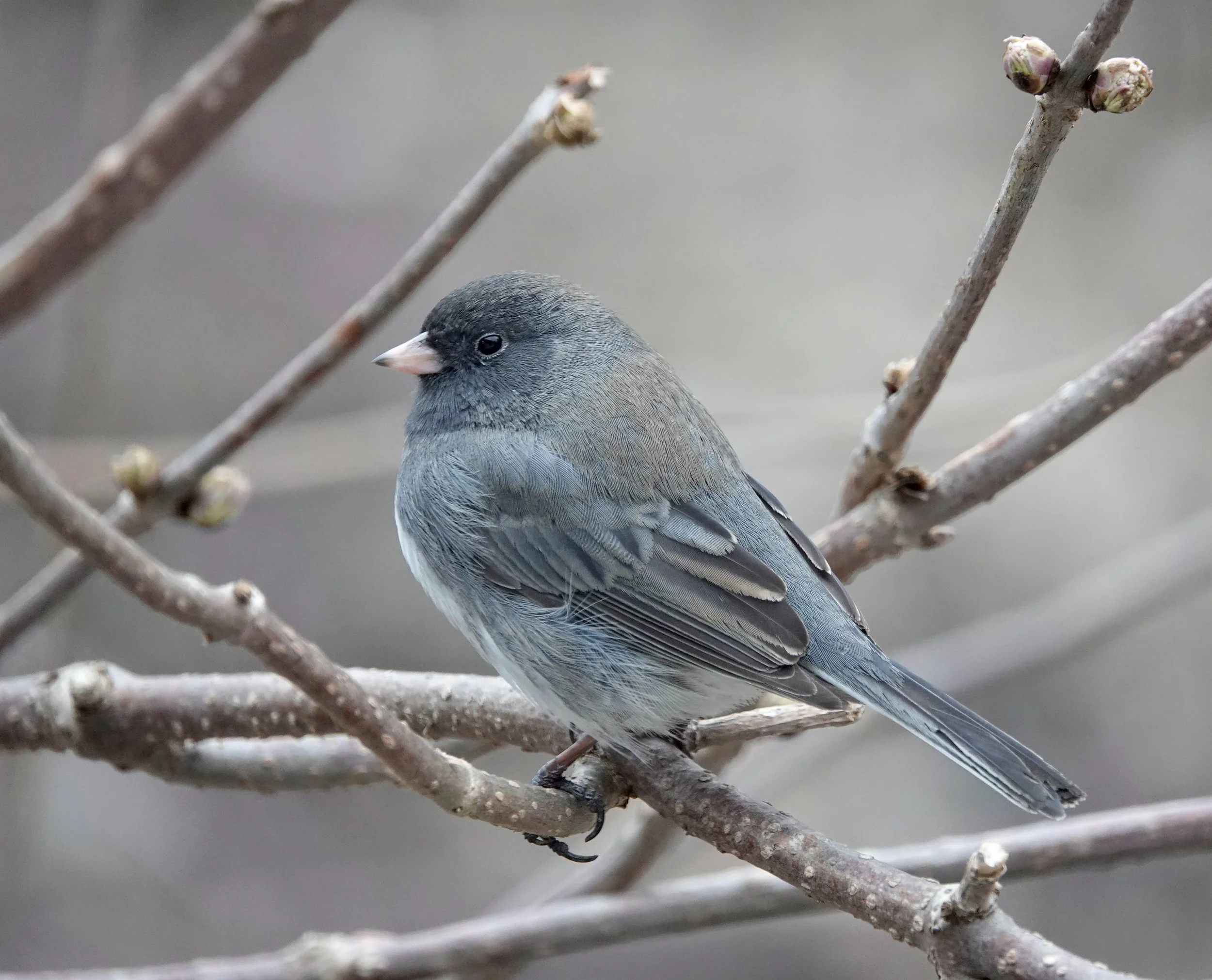 Anne Murray sang “Snowbird.” It was a hit, but was she singing of a junco or a snow bunting?
