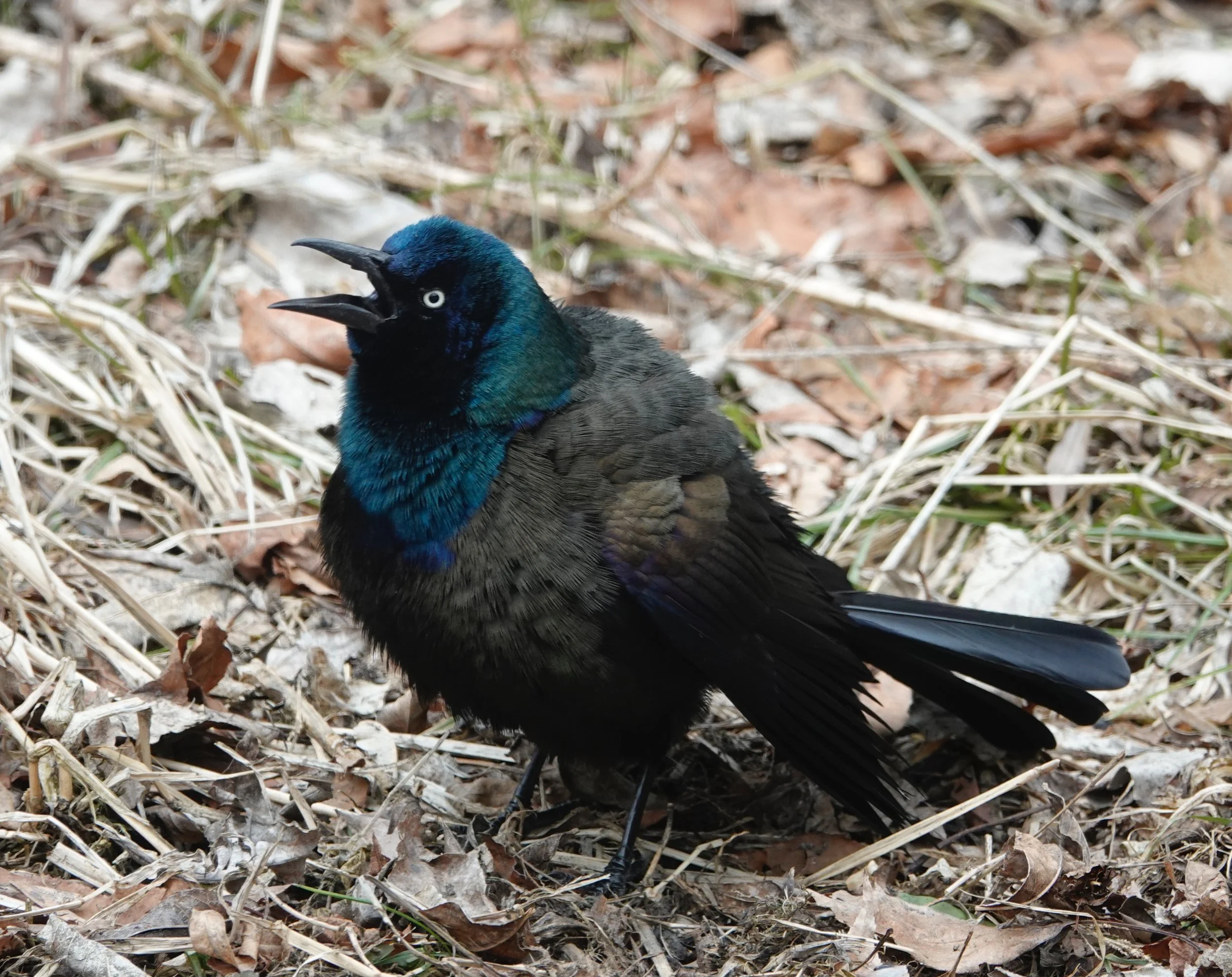 A common grackle puts a lot of effort into singing like a common grackle.