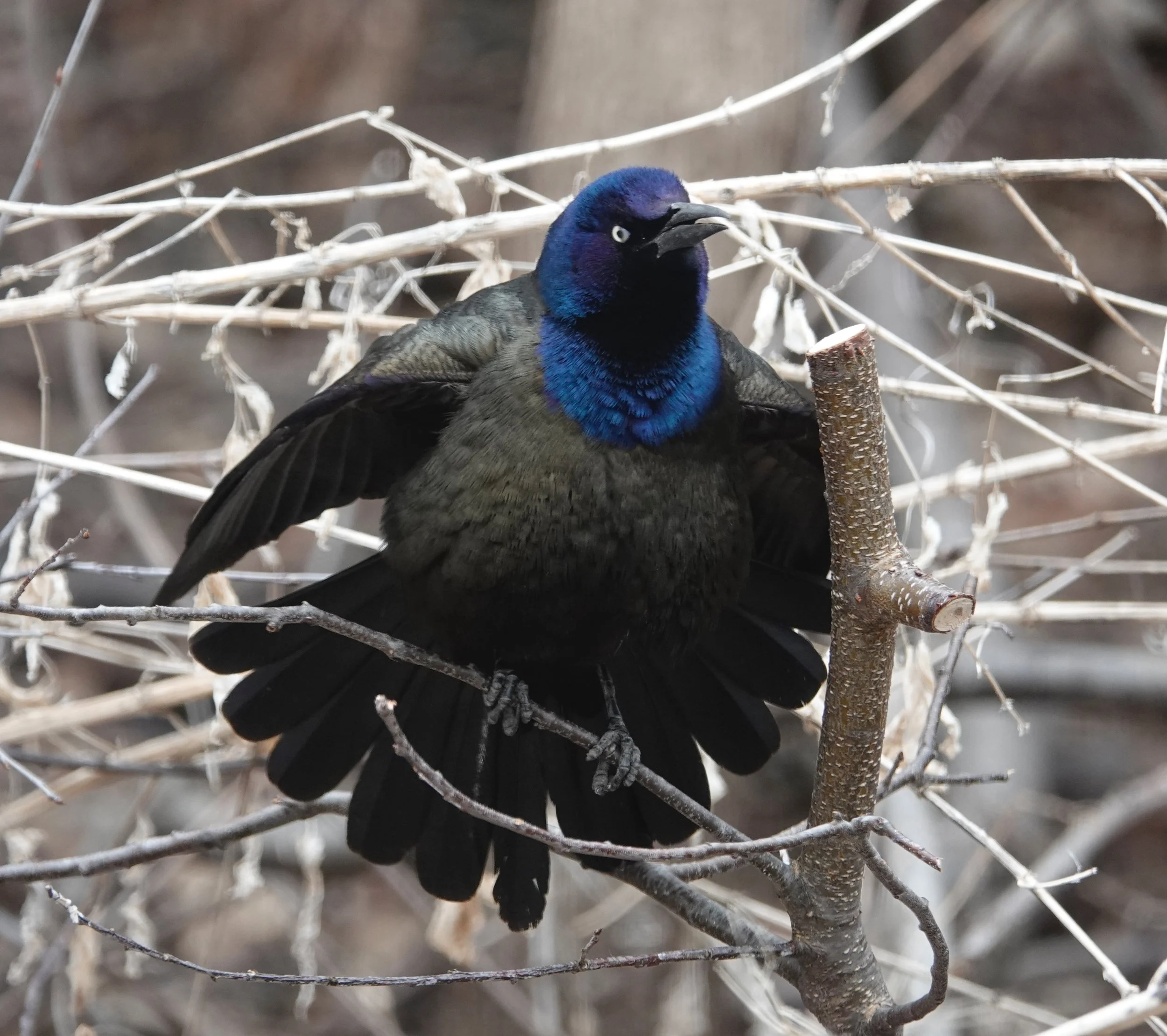 A grackle contemplates daylight saving time.