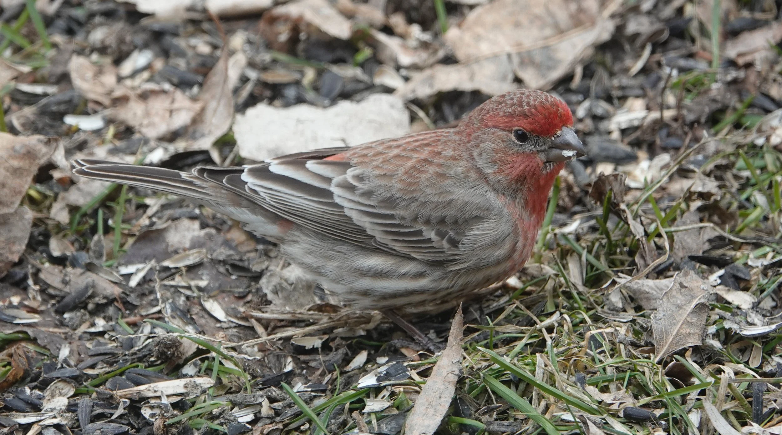 Hearing a house finch sing strengthens my gratitude.