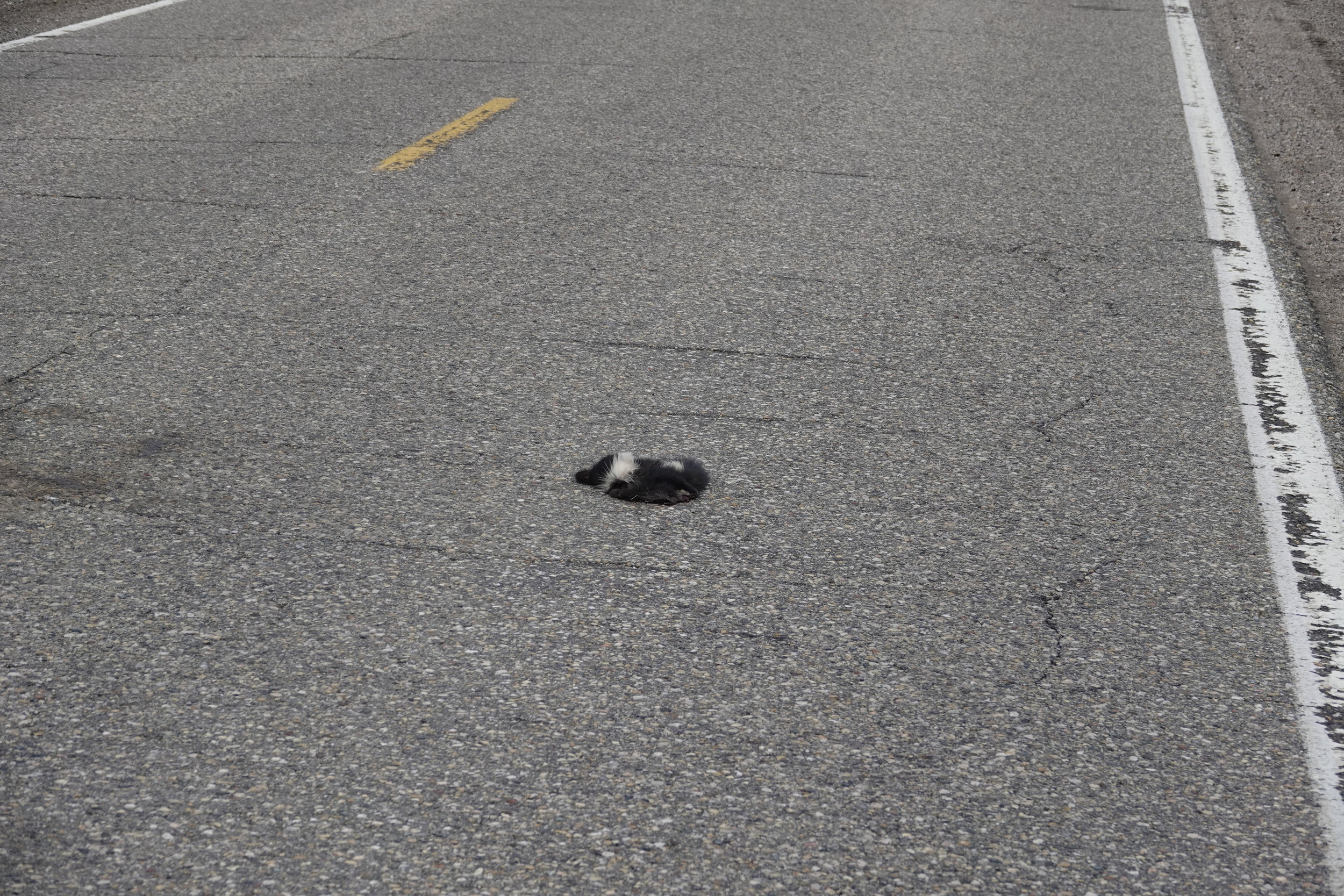 Would London Wainwright III sing, “Dead skunk near the middle of the road”?