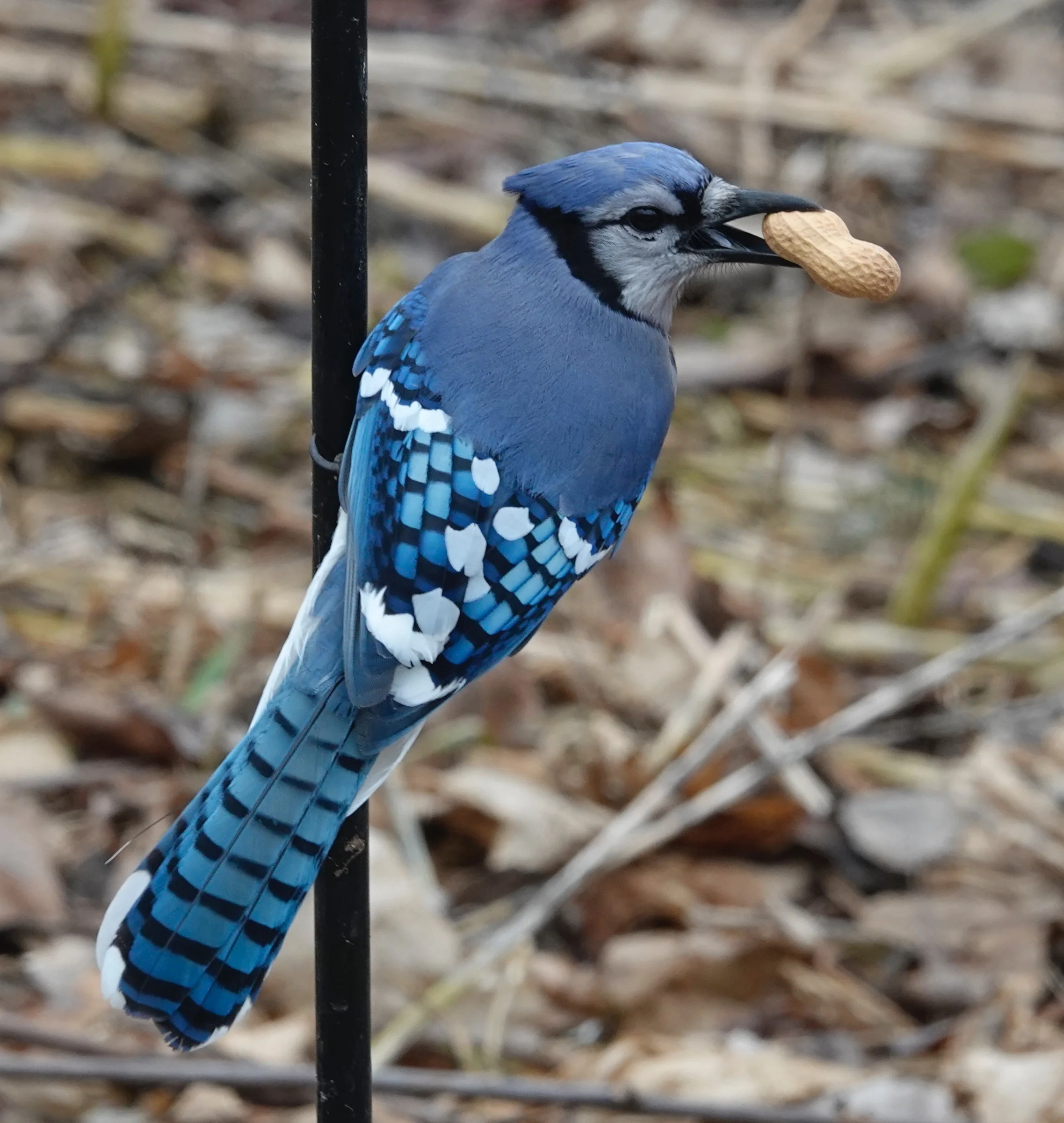A blue jay believes that a peanut a day keeps the Cooper’s hawk away.