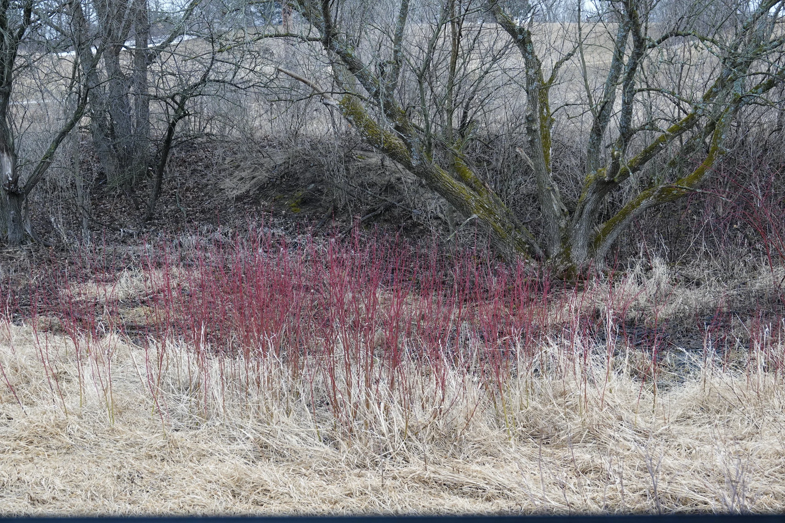 Red-osier dogwood provides the red veins of spring.