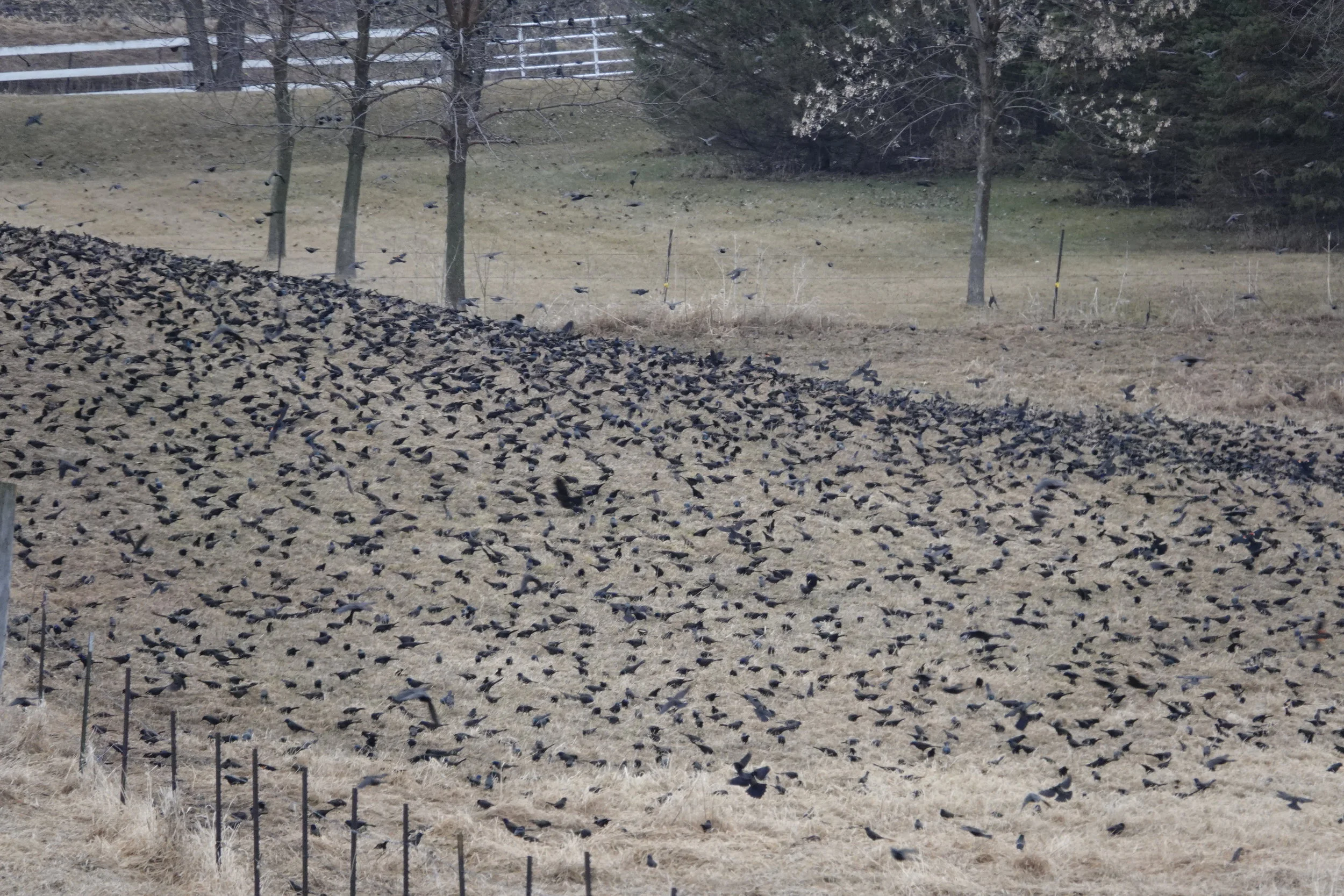 Birds seasoned the day like pepper flakes.