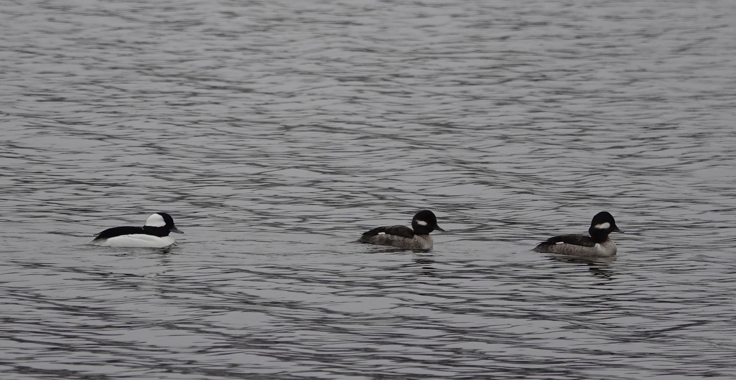 Buffleheads, compact divers and cavity-nesting ducks, bounce upon the water.