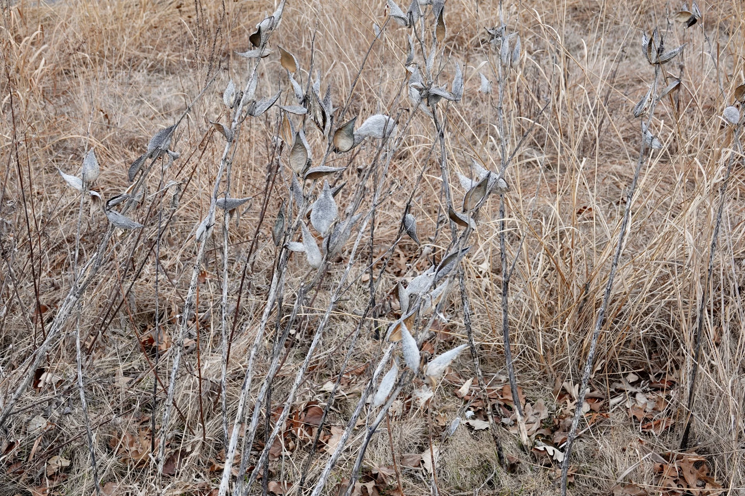 Elders of the milkweed tribe.