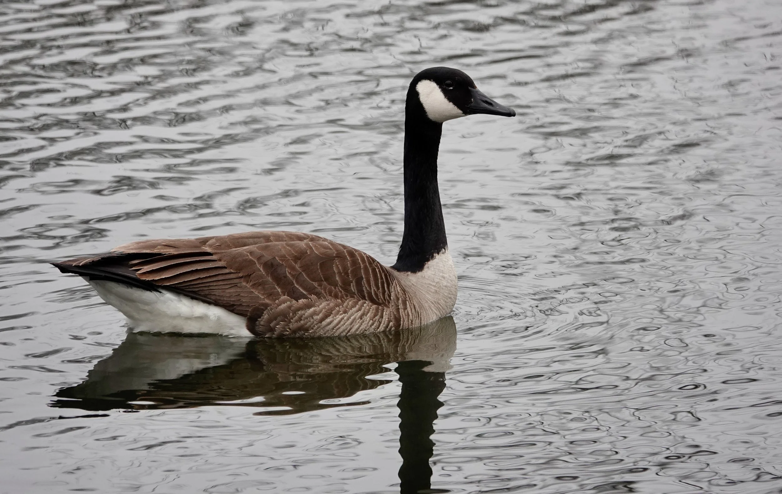 I heard a man call a Canada goose a “cobra chicken.” Maybe because of the hissing.