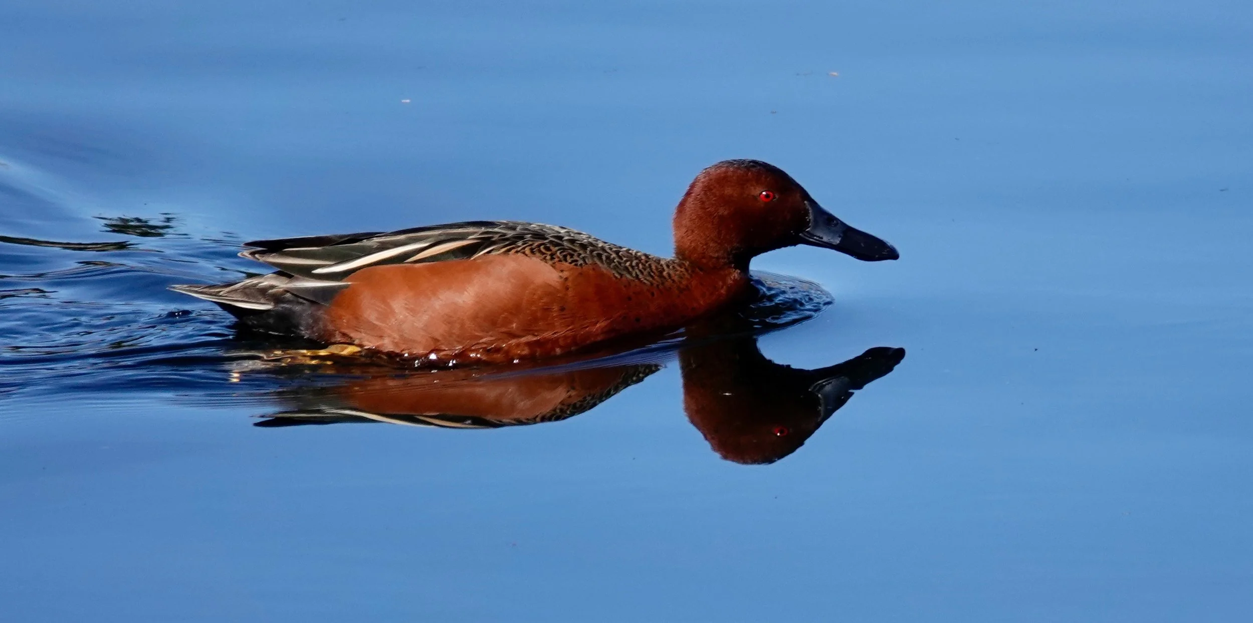 I’ve been told that a group of cinnamon teal is a "seasoning.” If that’s not true, it should be a “spice.”