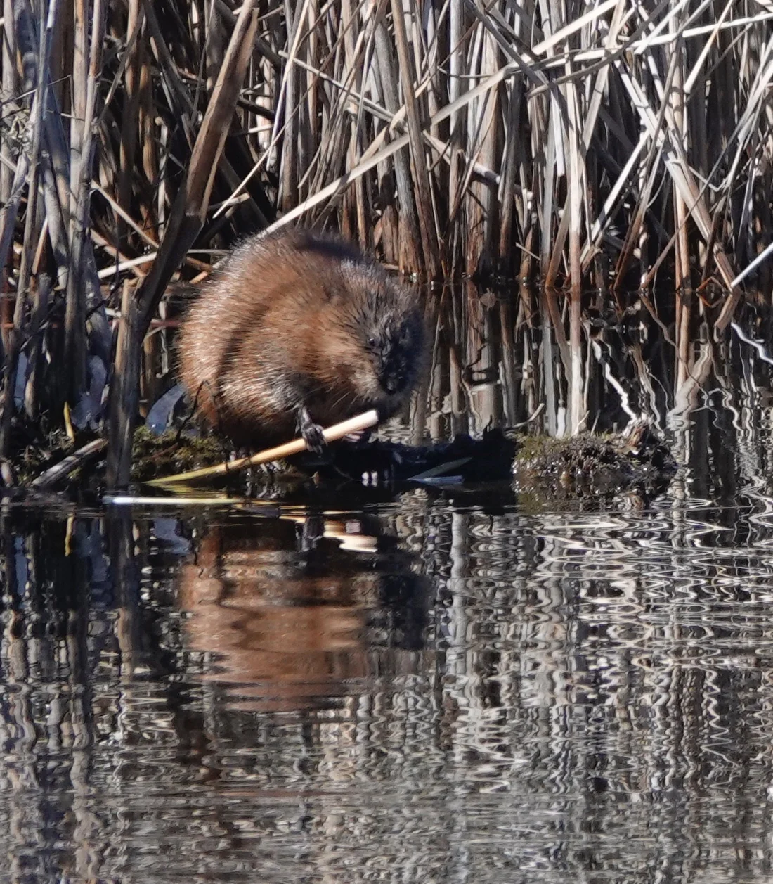 A muskrat enjoying some muskrat chow.