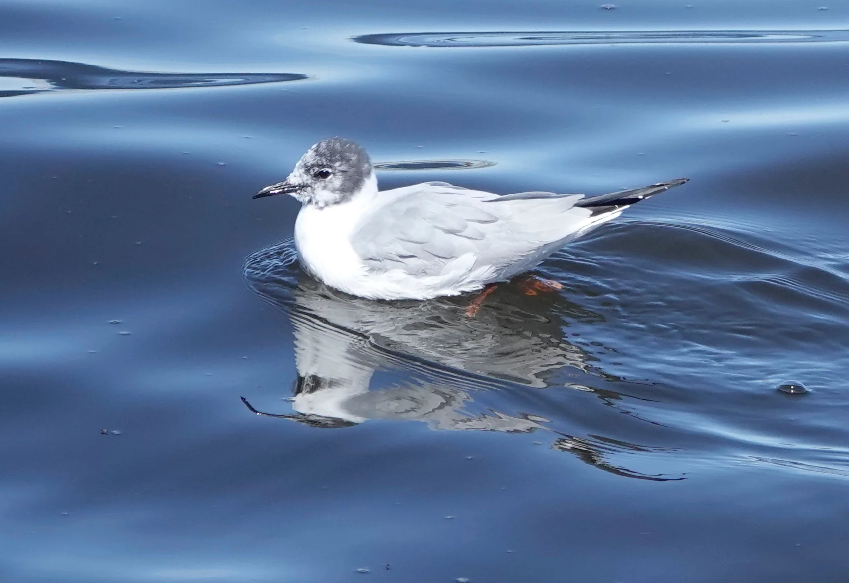 The Bonaparte’s gull was named in honor of ornithologist Charles Lucien Bonaparte.