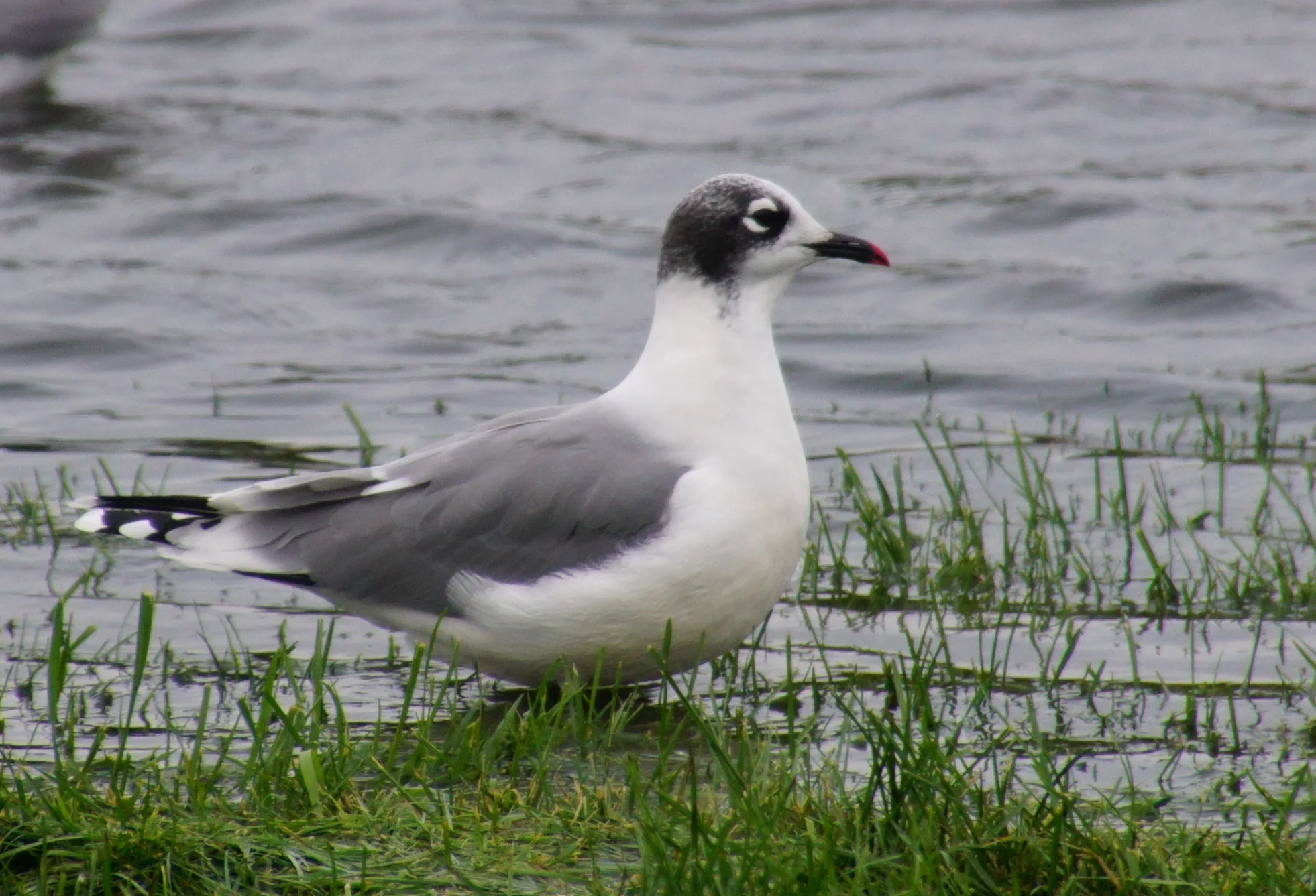 The Franklin’s gull was named after Sir John Franklin, an Arctic explorer.