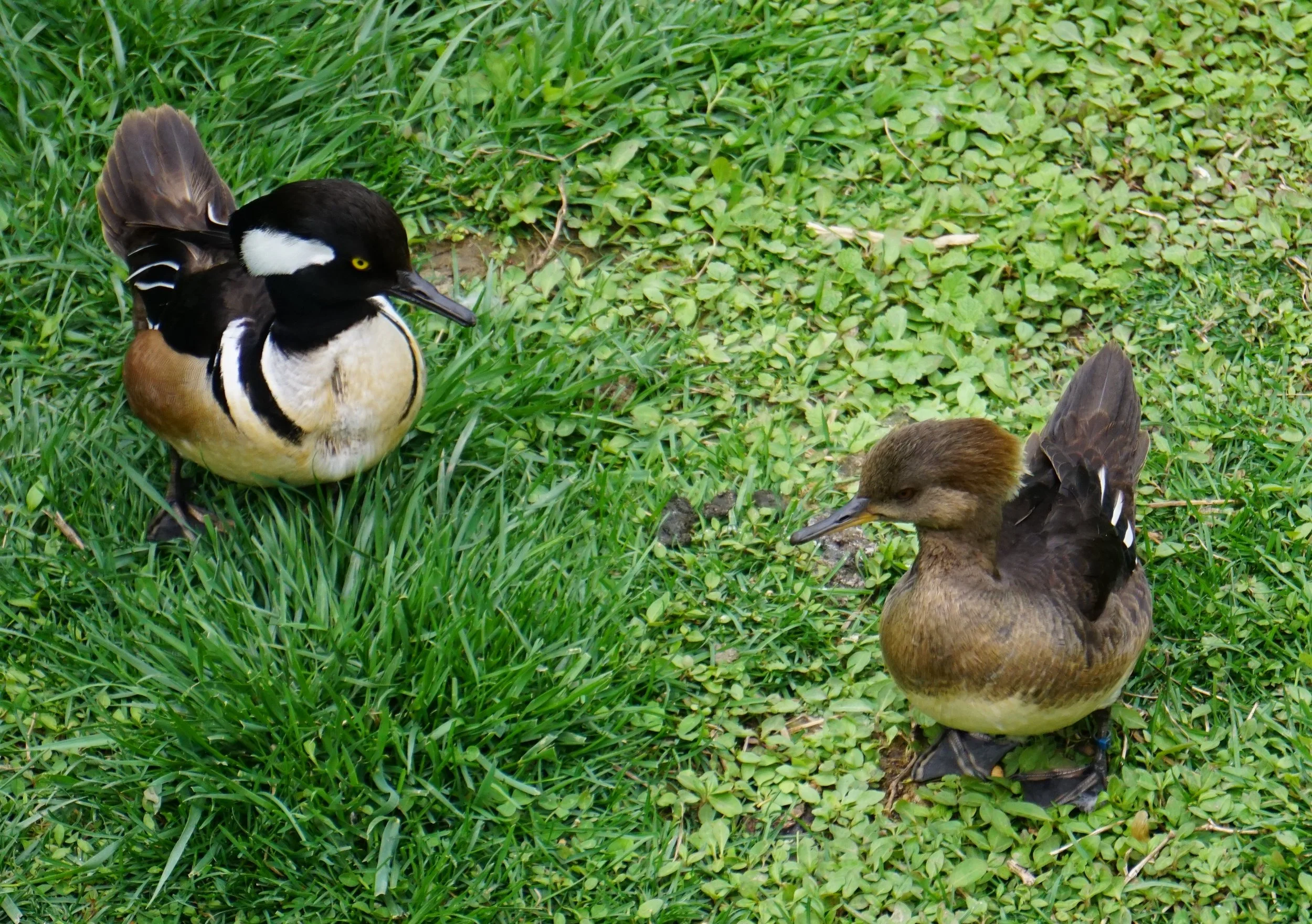 Hooded mergansers are cavity nesters and enjoy a crayfish (crawdad) dinner.