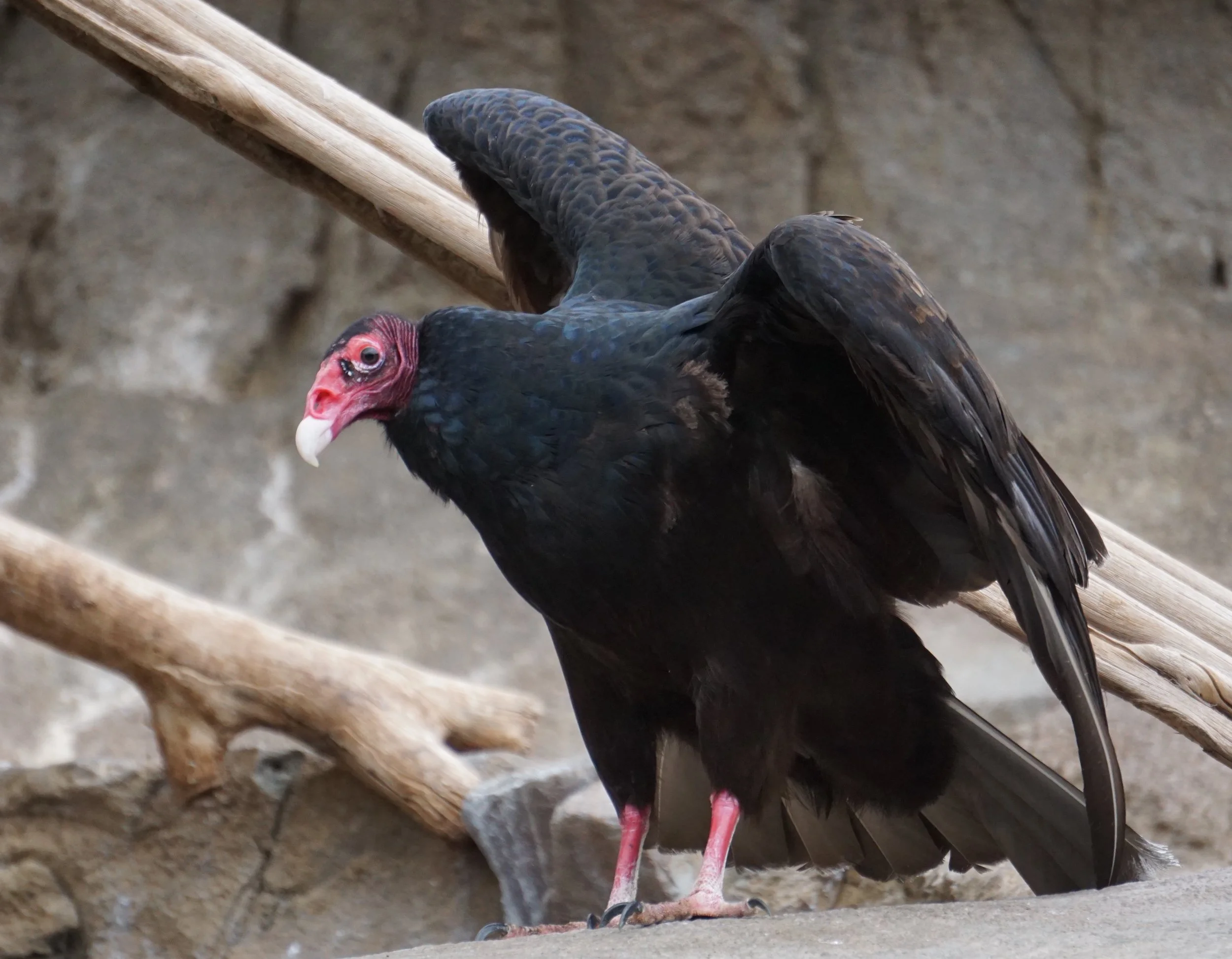 A turkey vulture concluding its horaltic pose, a spread-winged stance.