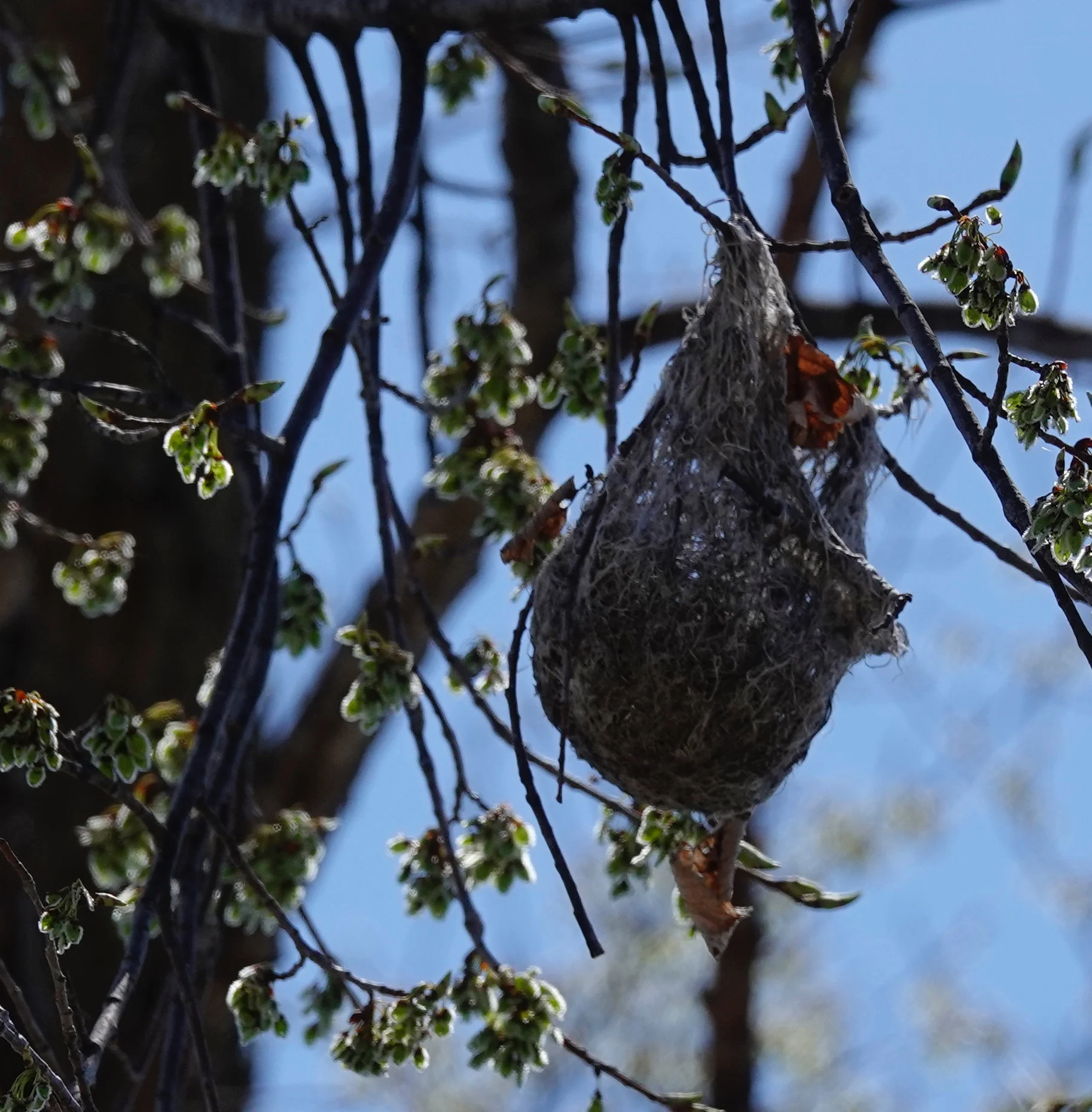 Last year’s Baltimore oriole nest hangs high in a tree.