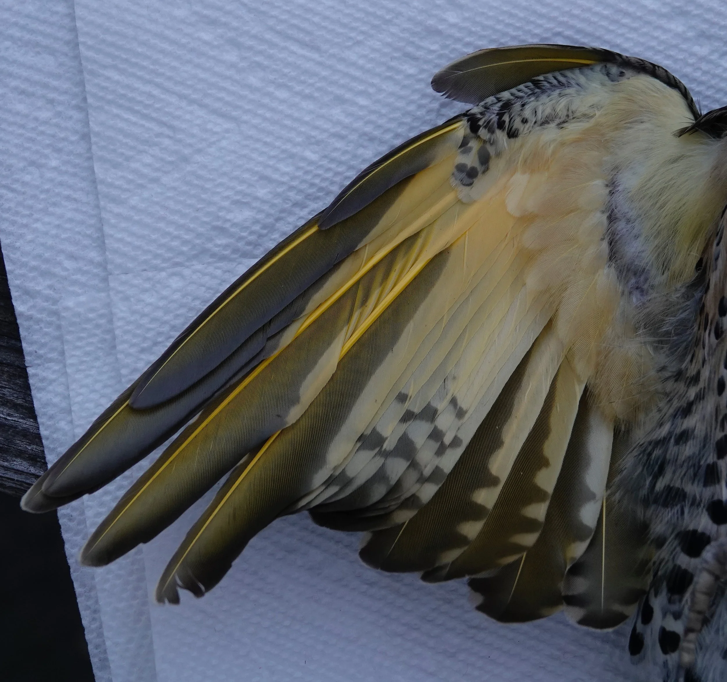 The yellow shafts on the underwing of a northern flicker.