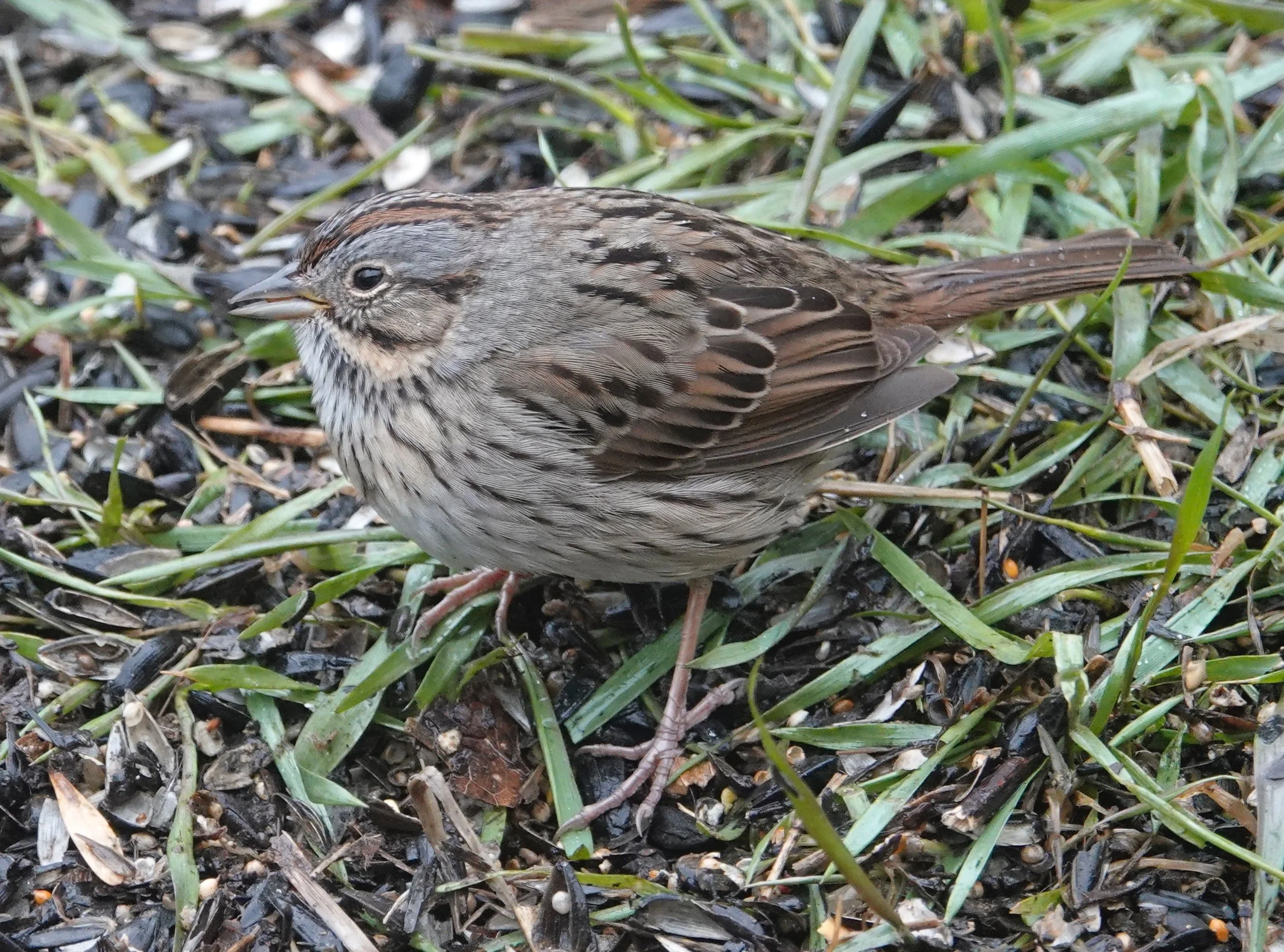 The furtive Lincoln’s sparrow often goes unnoticed. Pity — such a pretty bird.