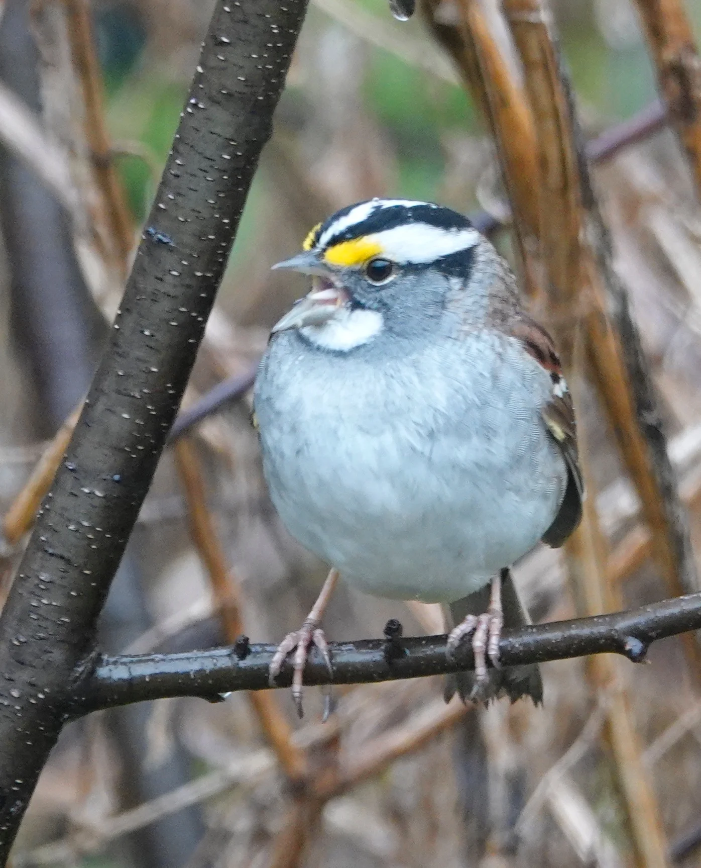A white-throated sparrow whistles “Old Sven Peterson, Peterson, Peterson” when it’s in Minnesota.