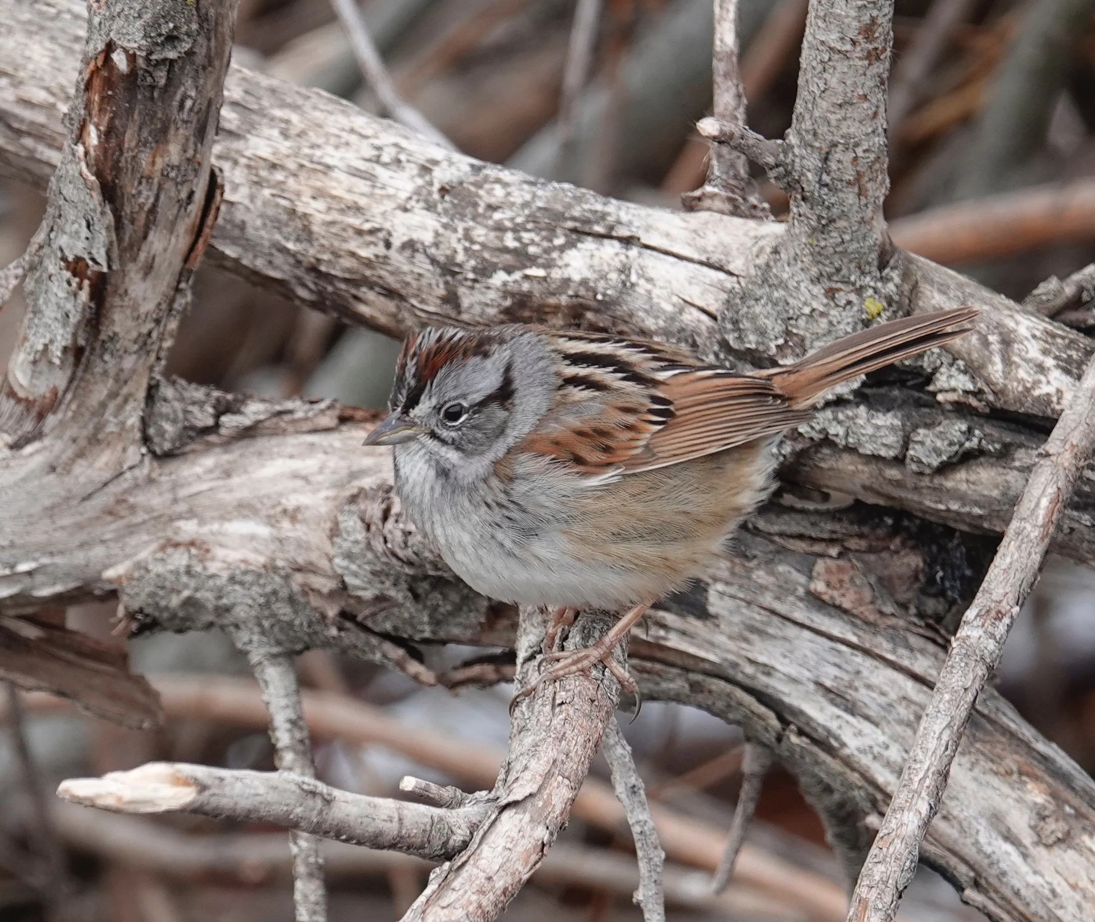 A swamp sparrow is a skulker of swamps and marshes. - Al Batt/Albert Lea Tribune