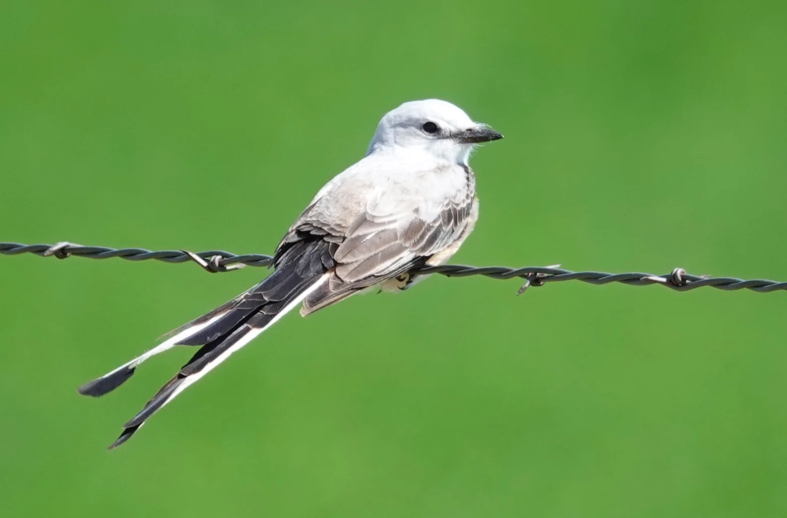 Whenever I see a scissor-tailed flycatcher, I feel like a lucky man.