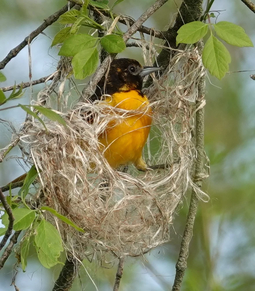 A nest being built to a Baltimore oriole’s specification.
