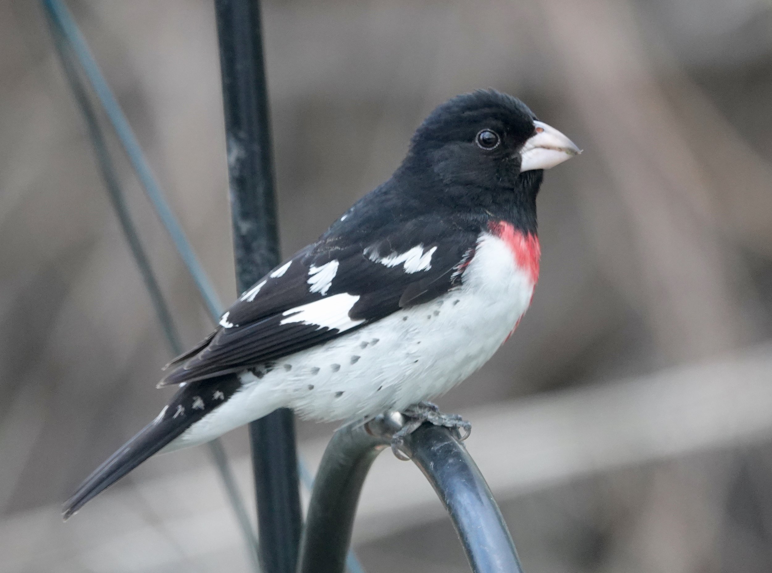 Are 144 grosbeaks a gross of grosbeaks? I think so.