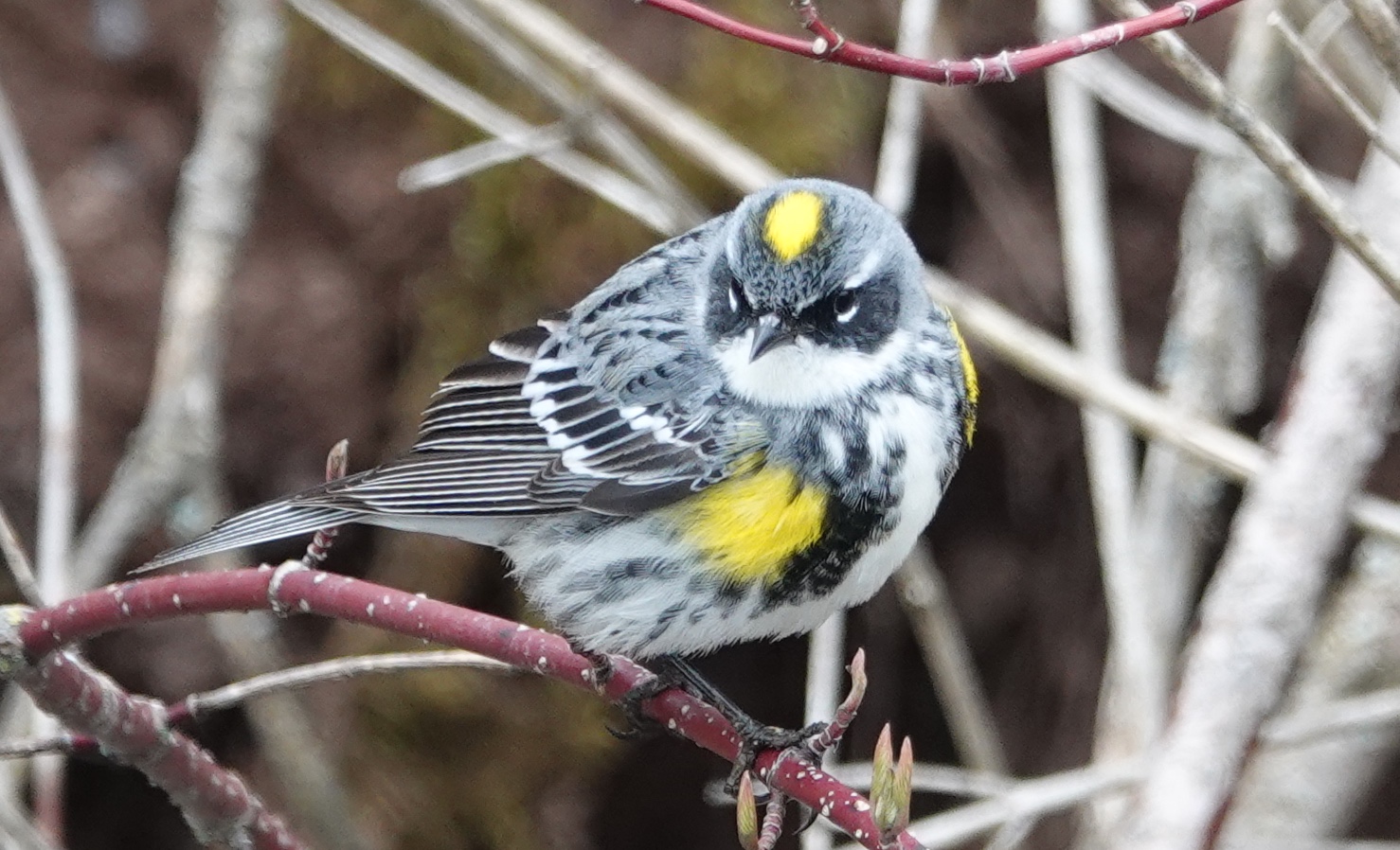 A yellow-rumped warbler. Autocorrect wants it to be a yellow-rumpled warbler.