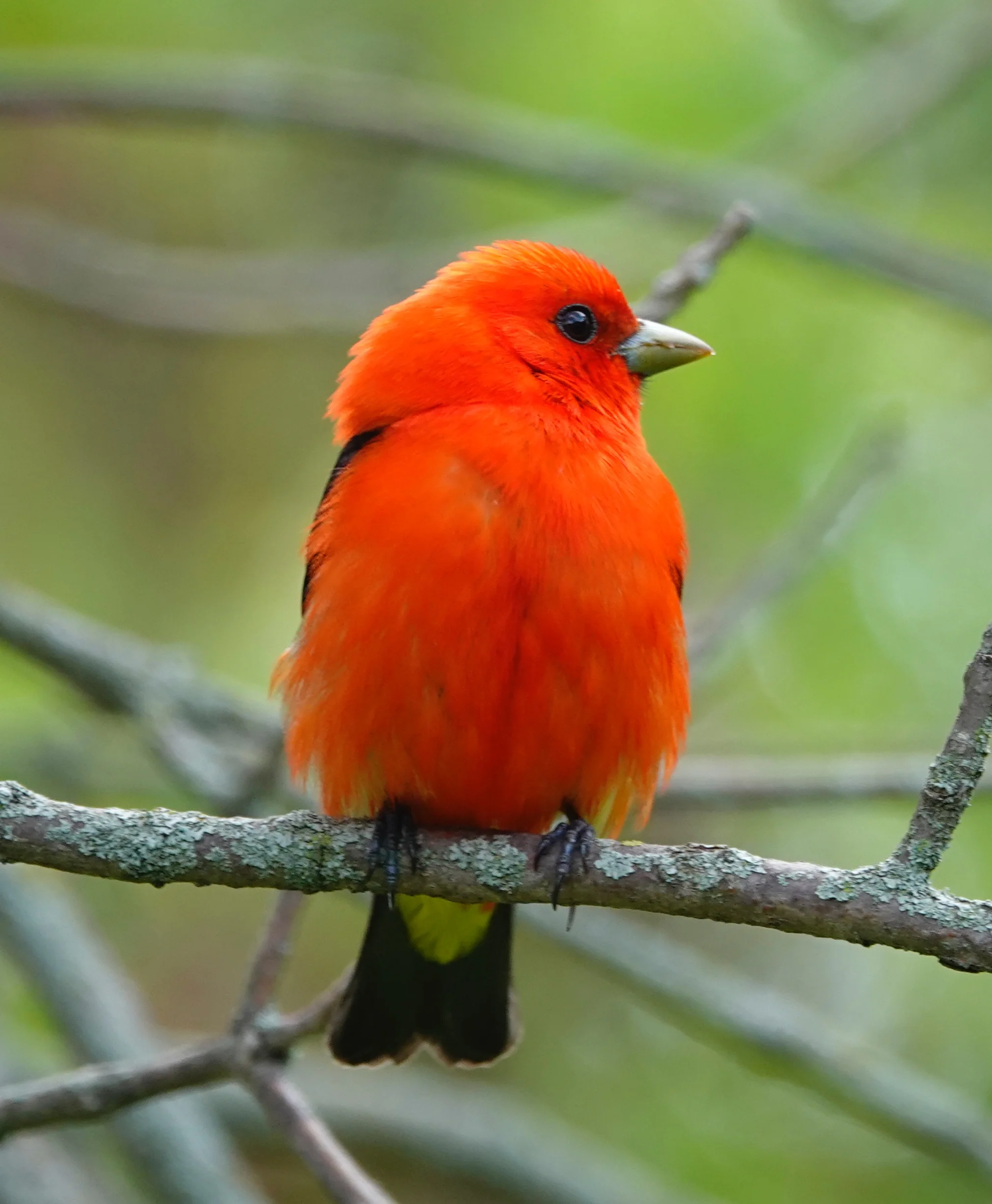 A scarlet tanager’s song has been compared to that of a “robin with a sore throat.”