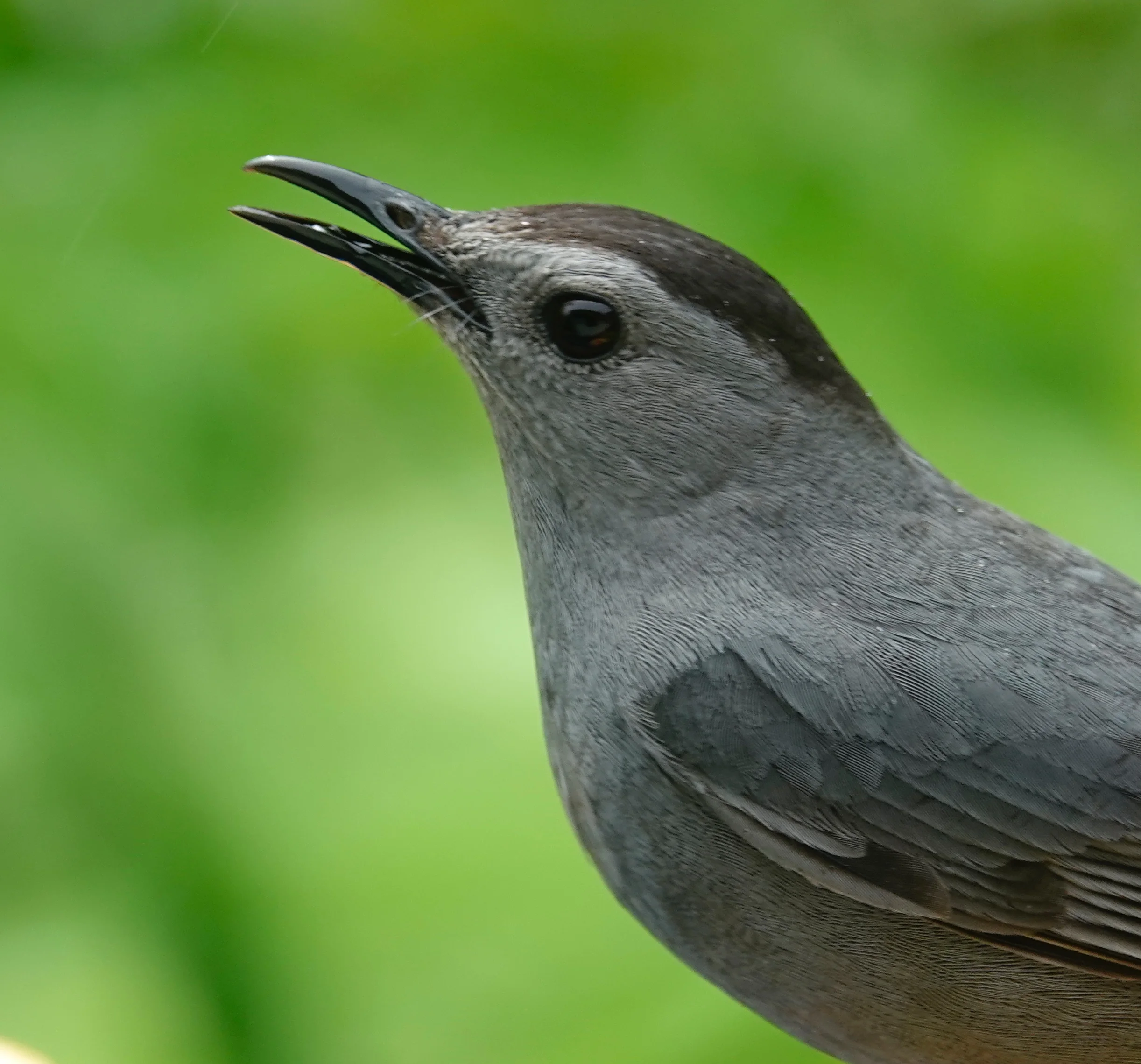 A meowing gray catbird.
