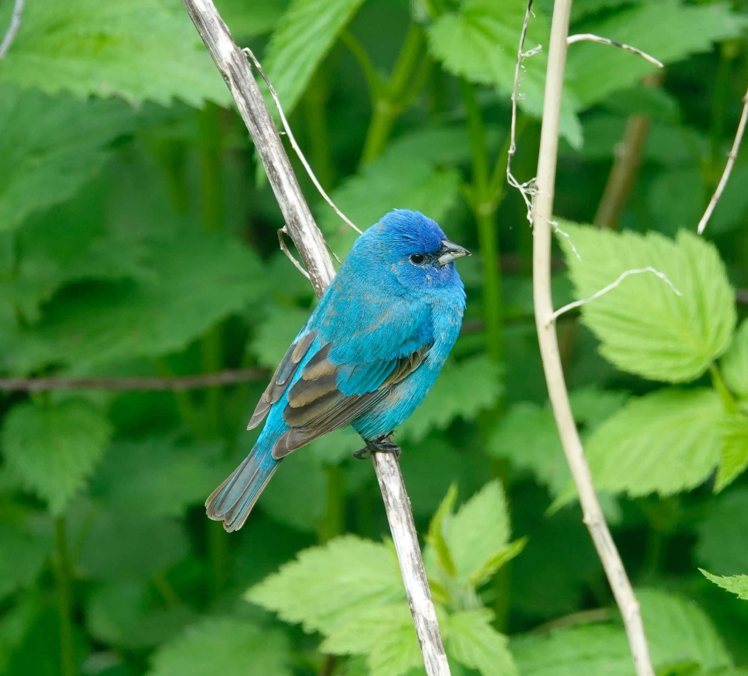 Blue on green. Indigo Bunting.
