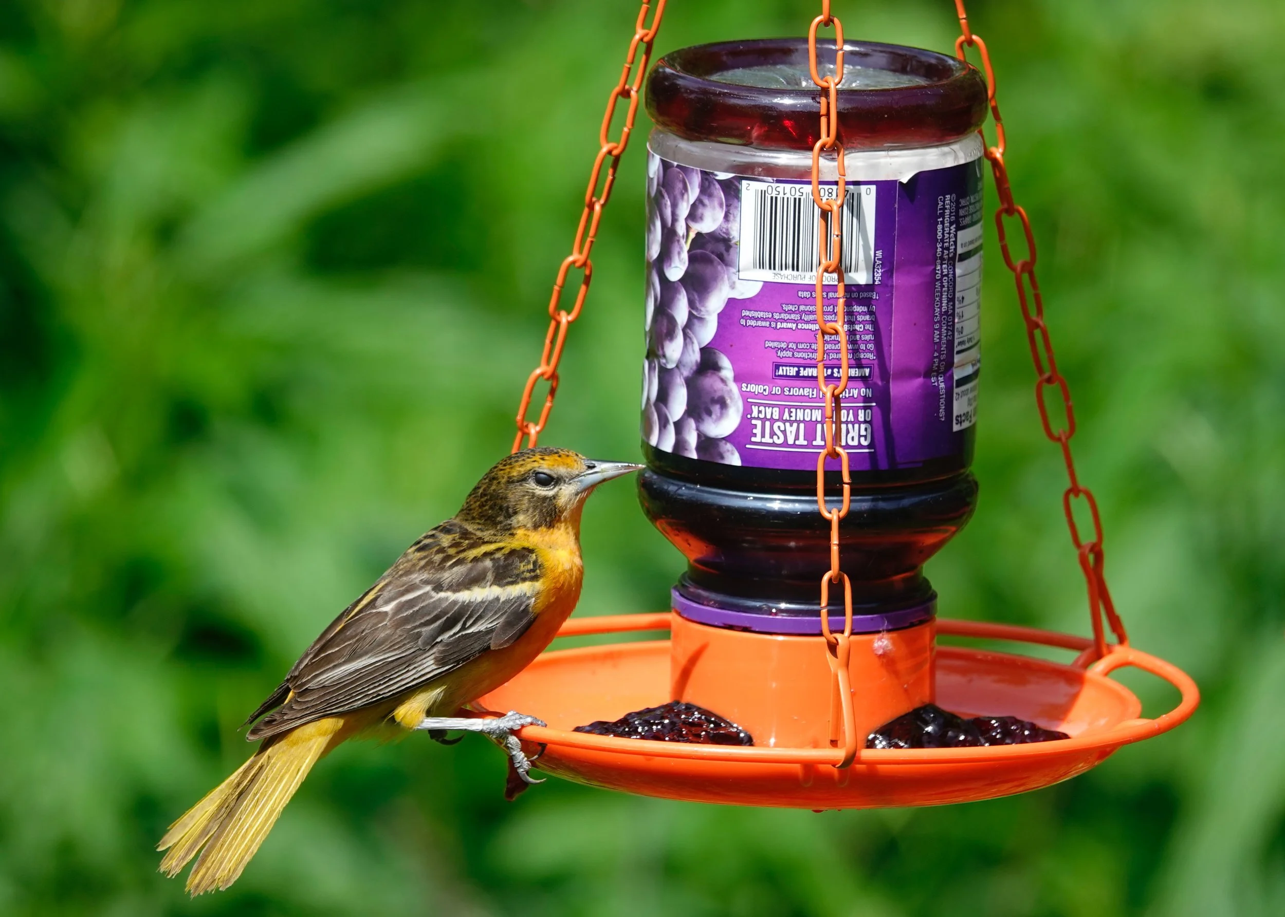 A jelly jar feeder is a popular item.
