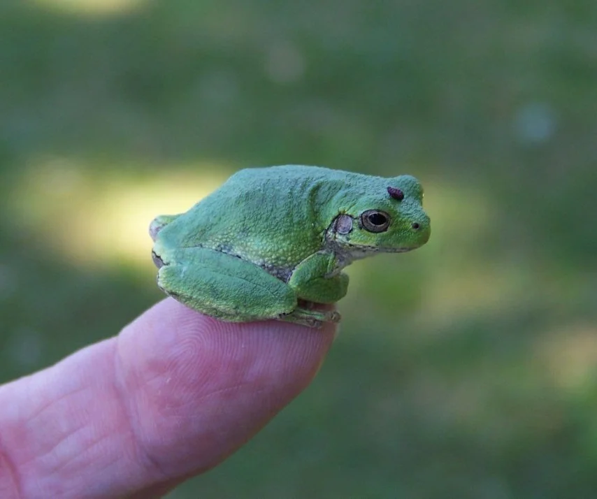 I had no frog in my throat, but there was a frog on my forefinger.