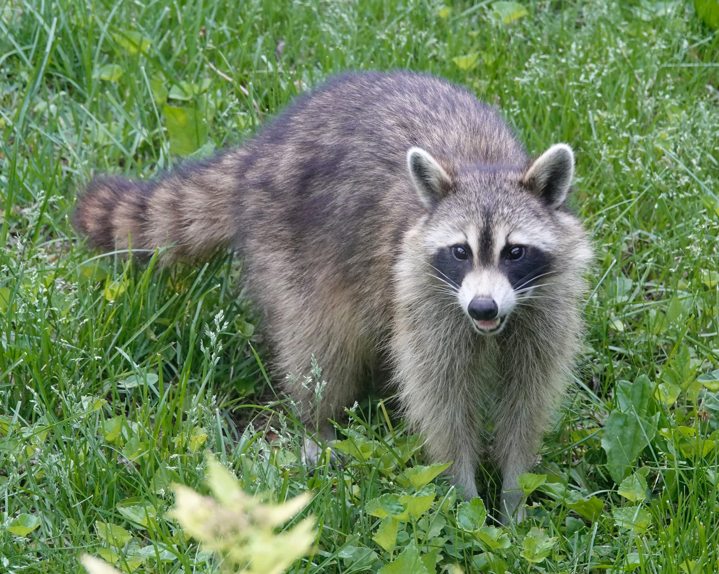 A raccoon is a trash-diving omnivore extraordinaire.