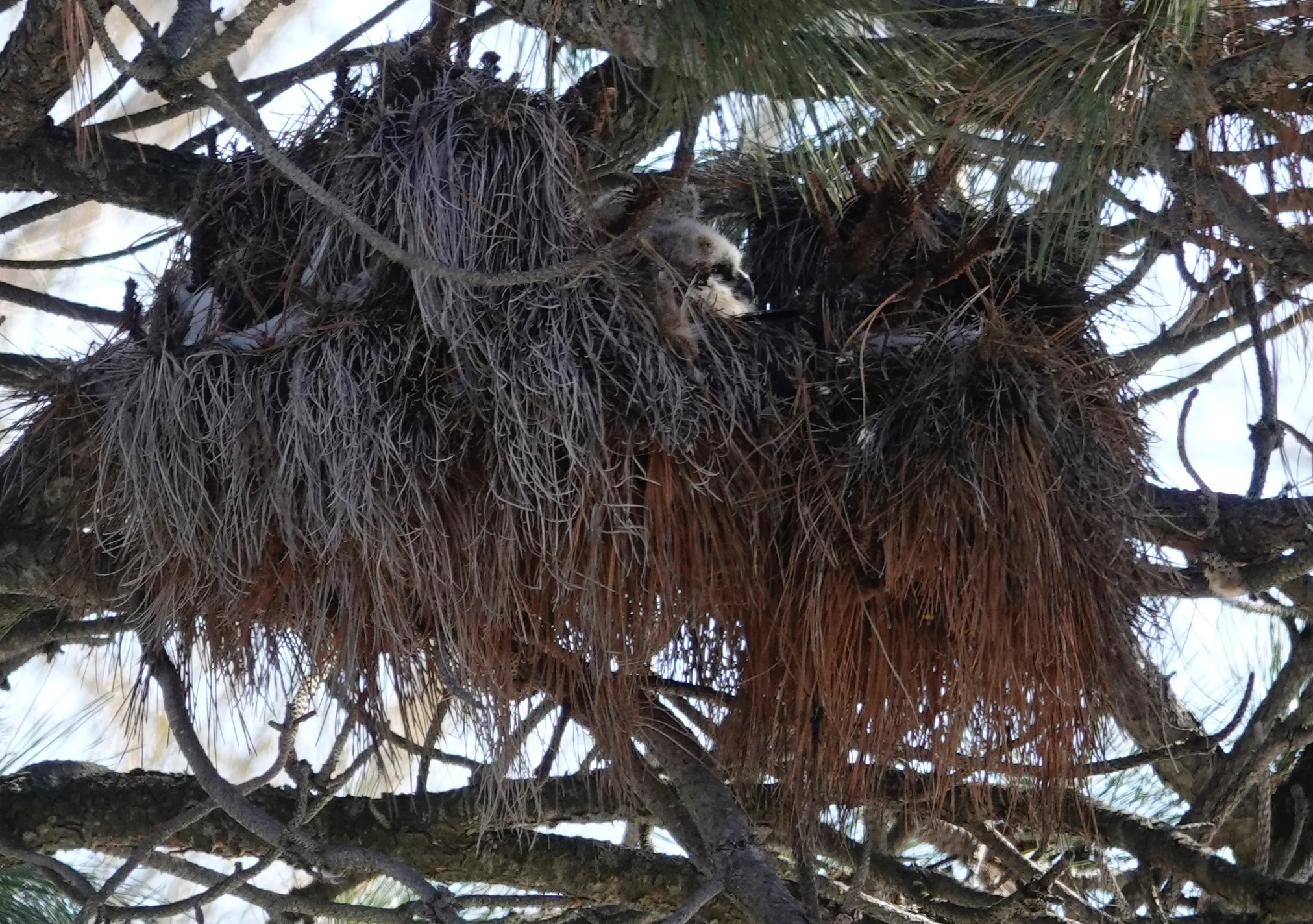 A Great Horned Owl nest in April.