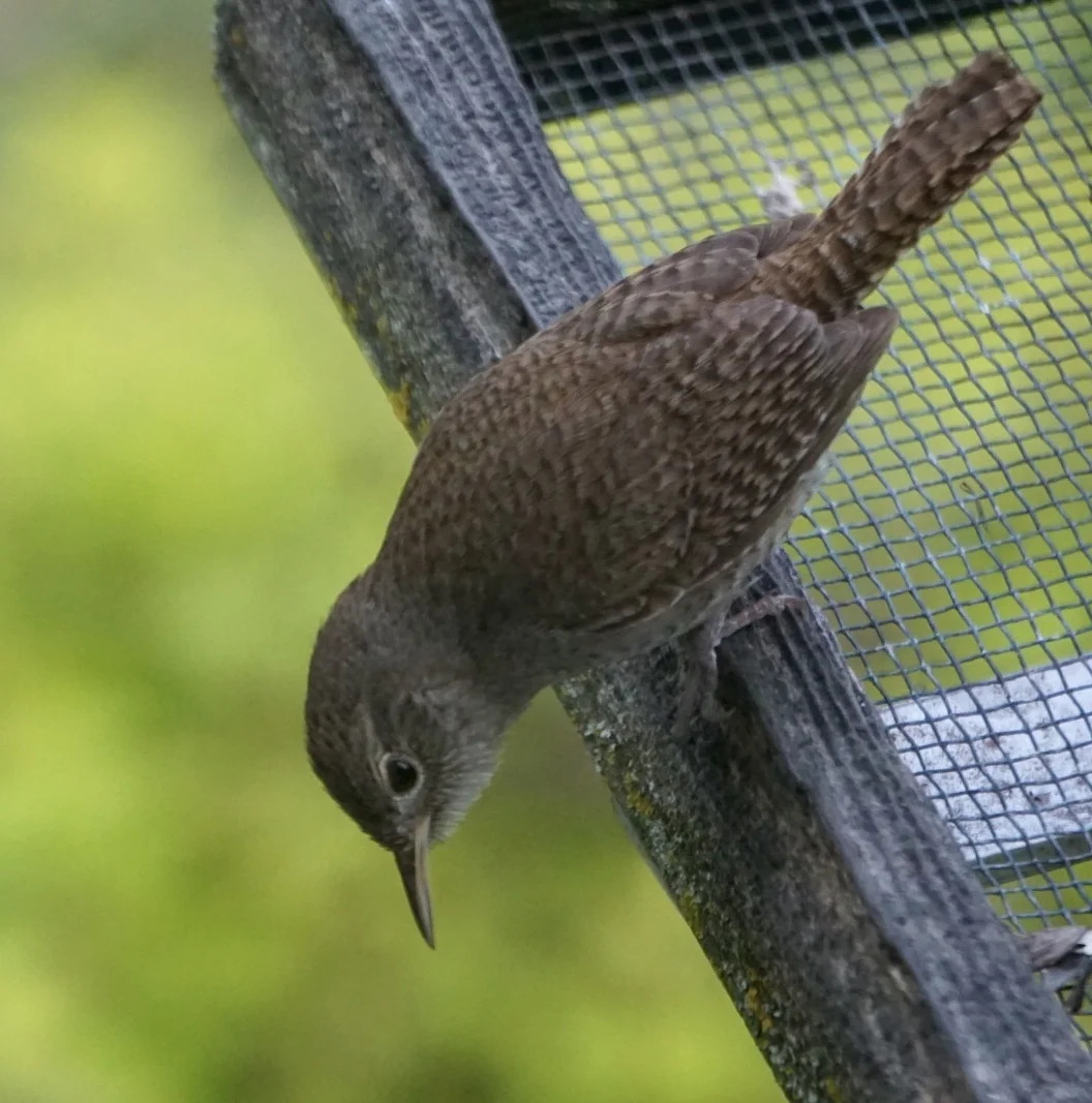 This house wren just dropped a nesting-material stick.