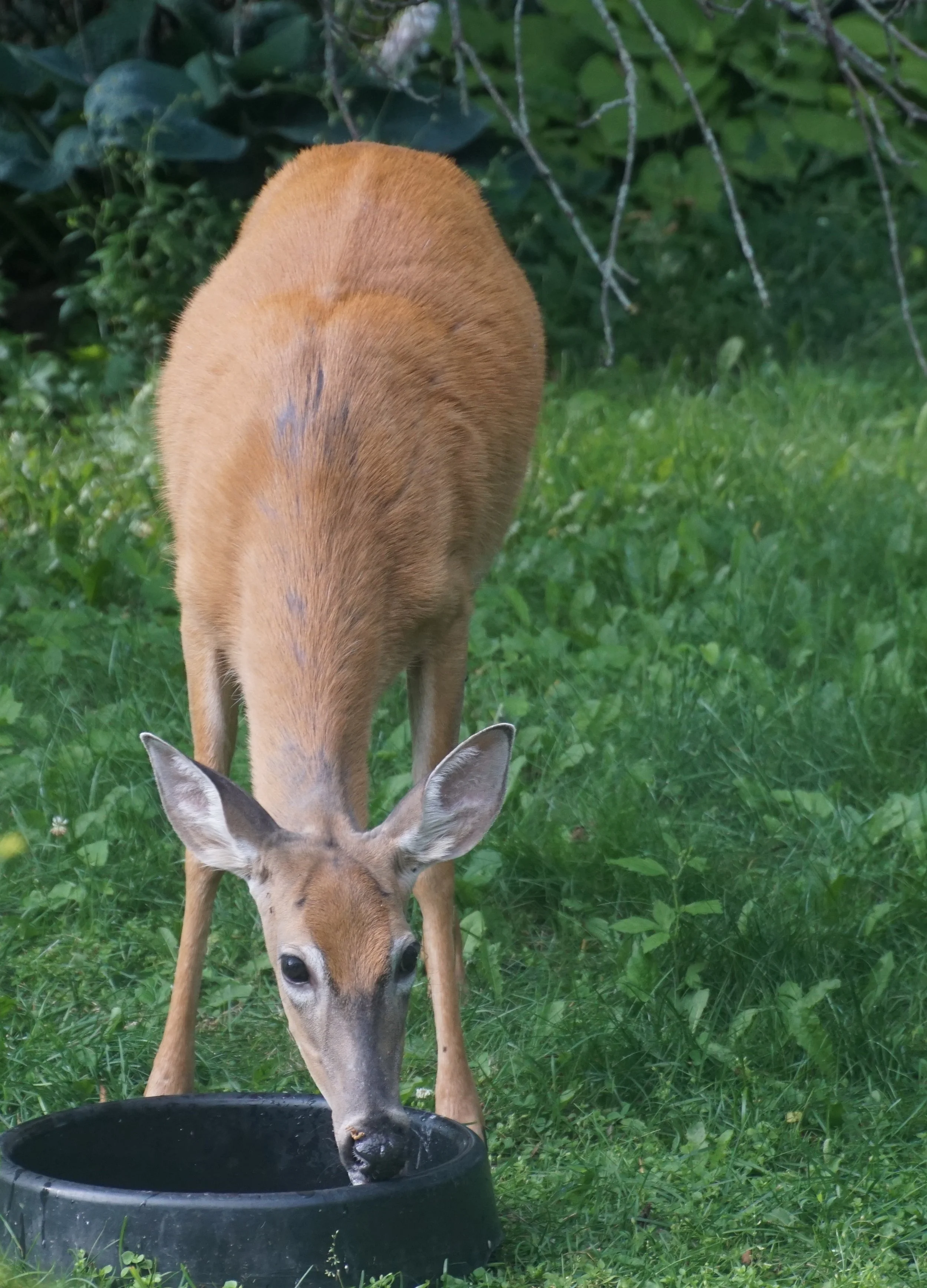 A thirsty deer.