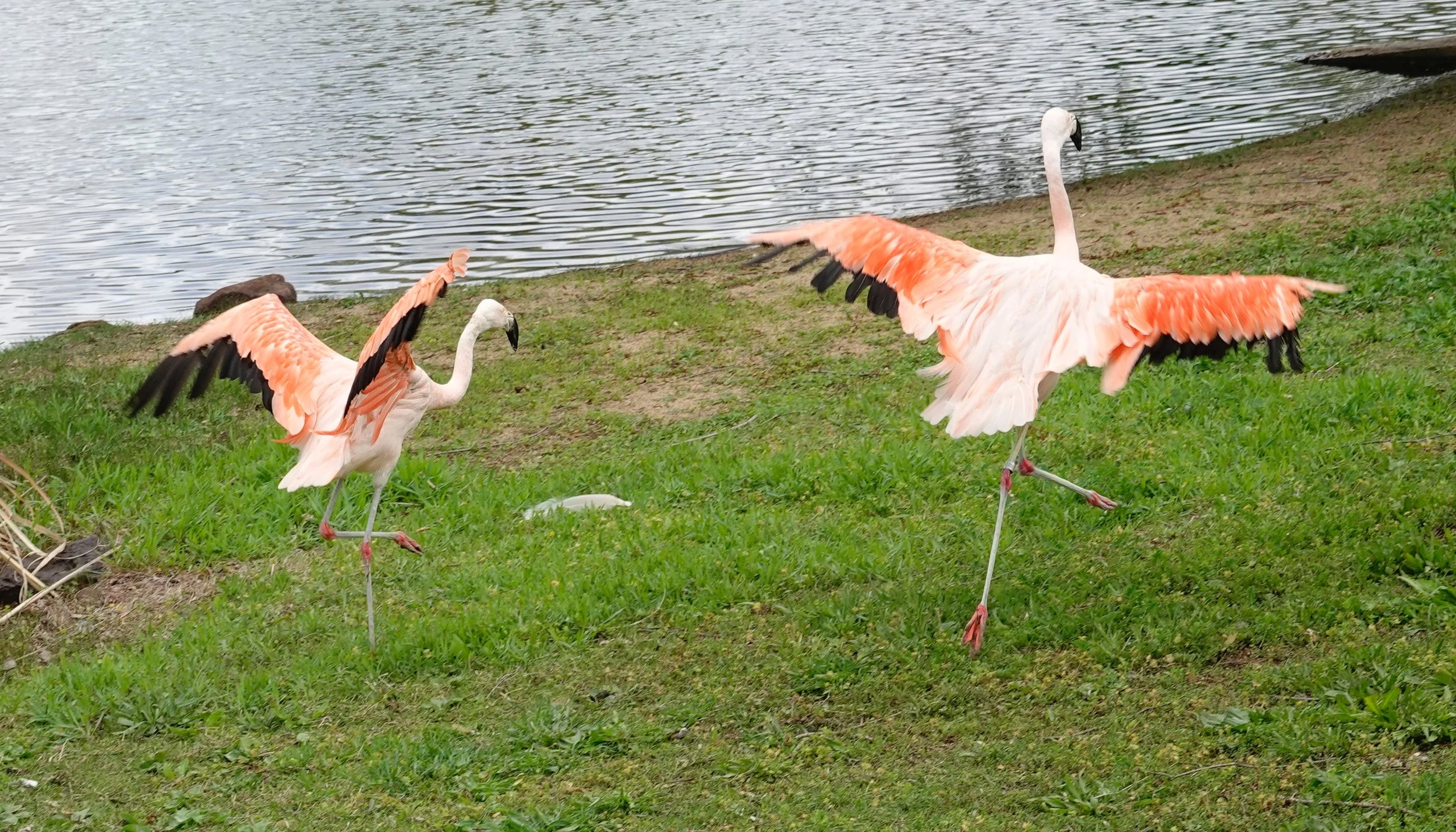 Flamingo dancers.