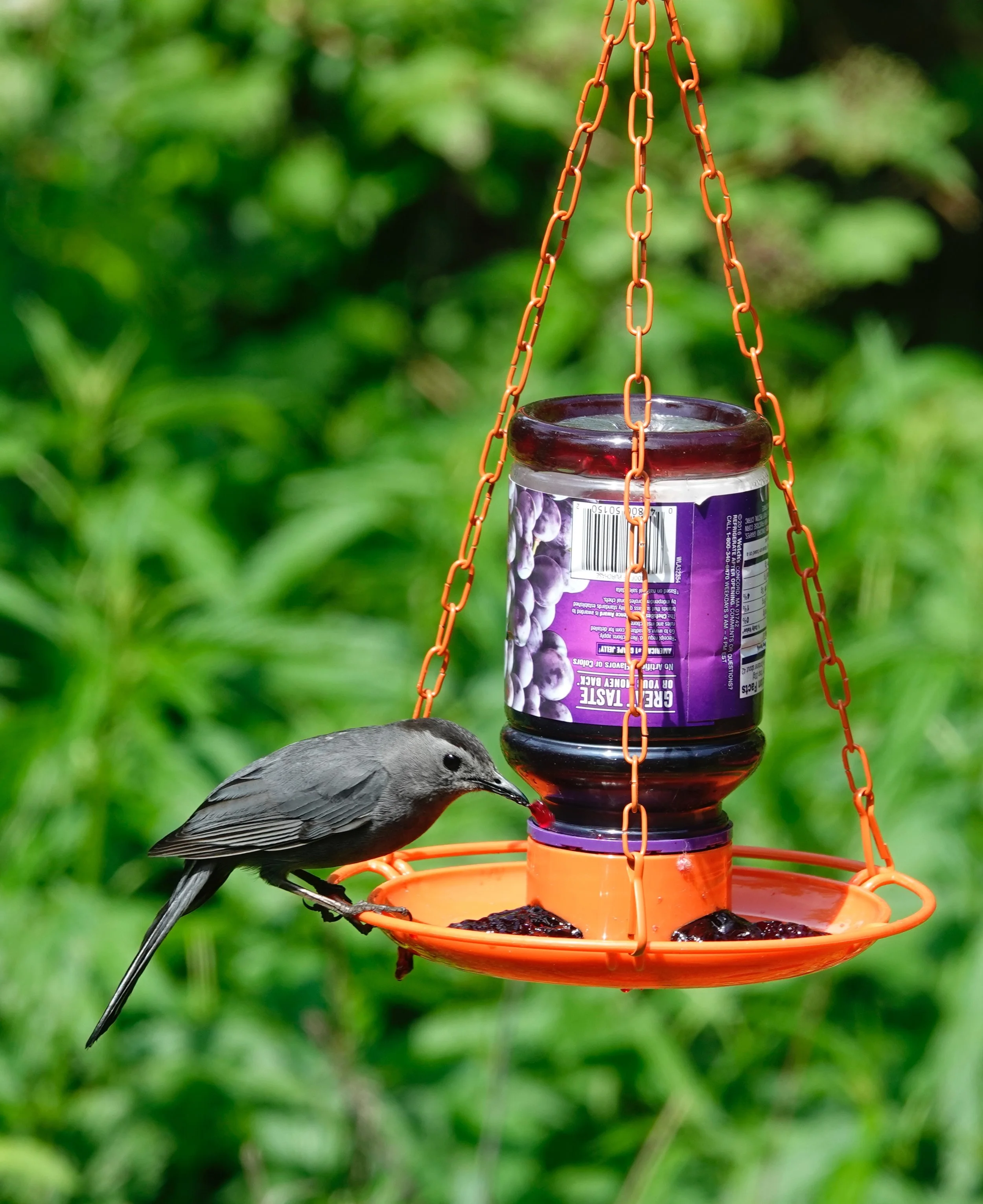 A catbird has a sweet beak.