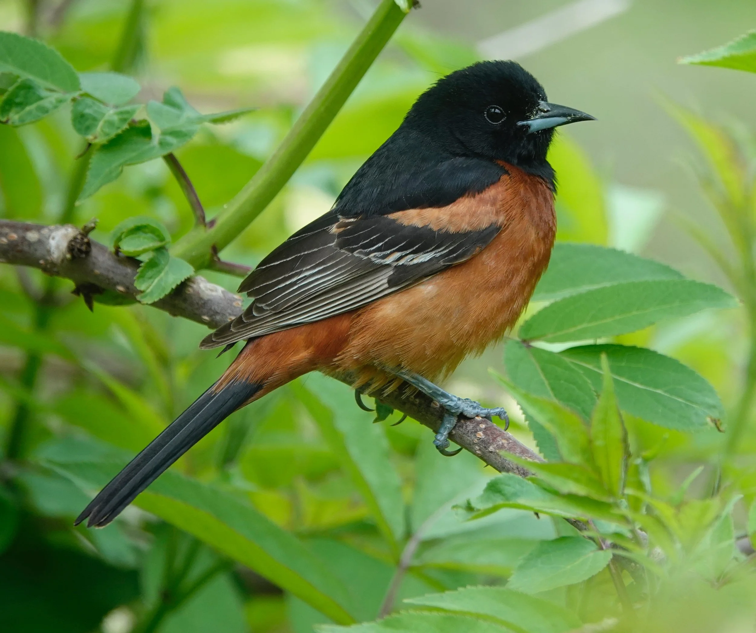 The orchard oriole is the smallest of the North American oriole species.