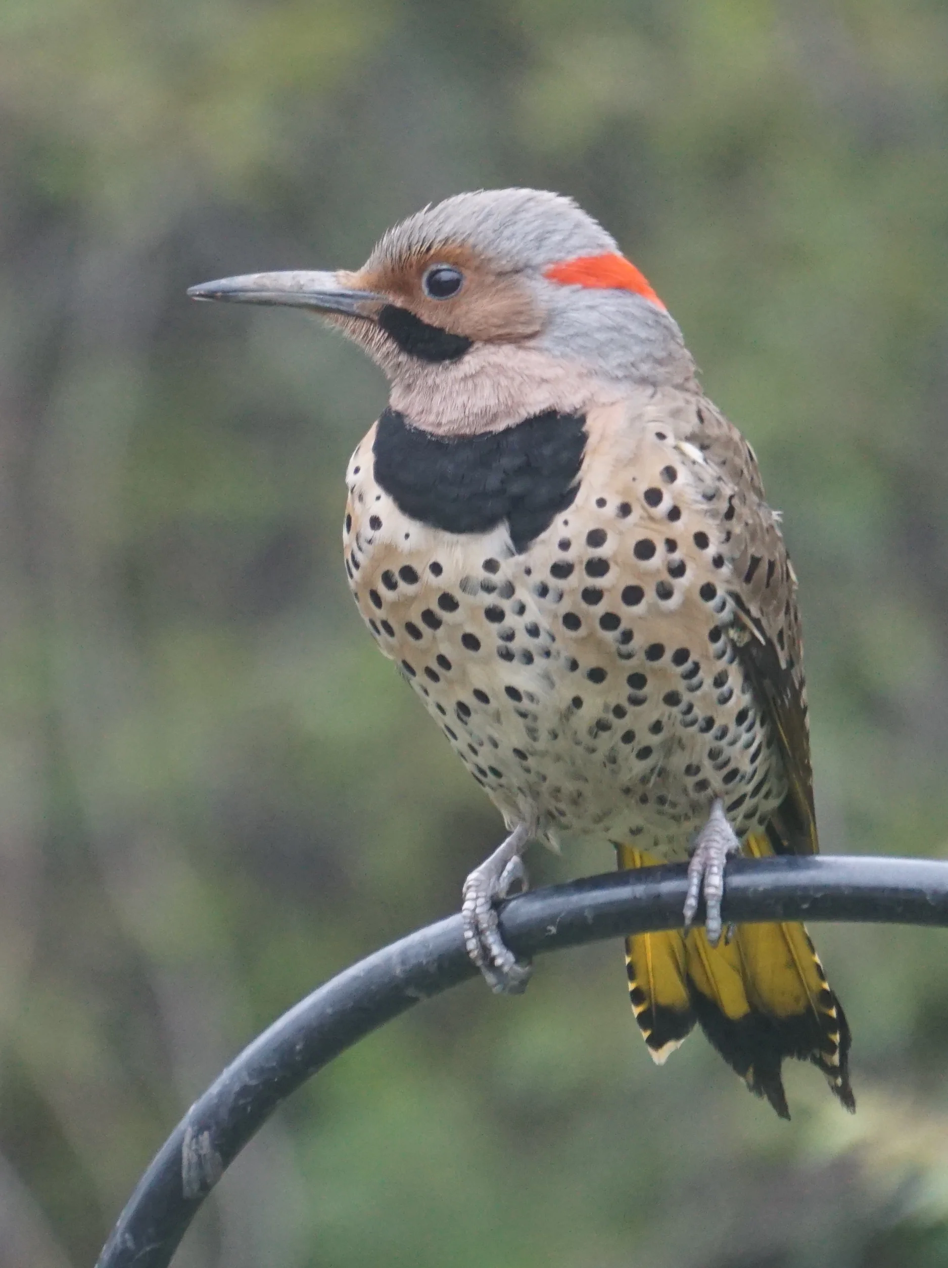 A thoughtful male Northern Flicker. At least I think he’s being thoughtful.