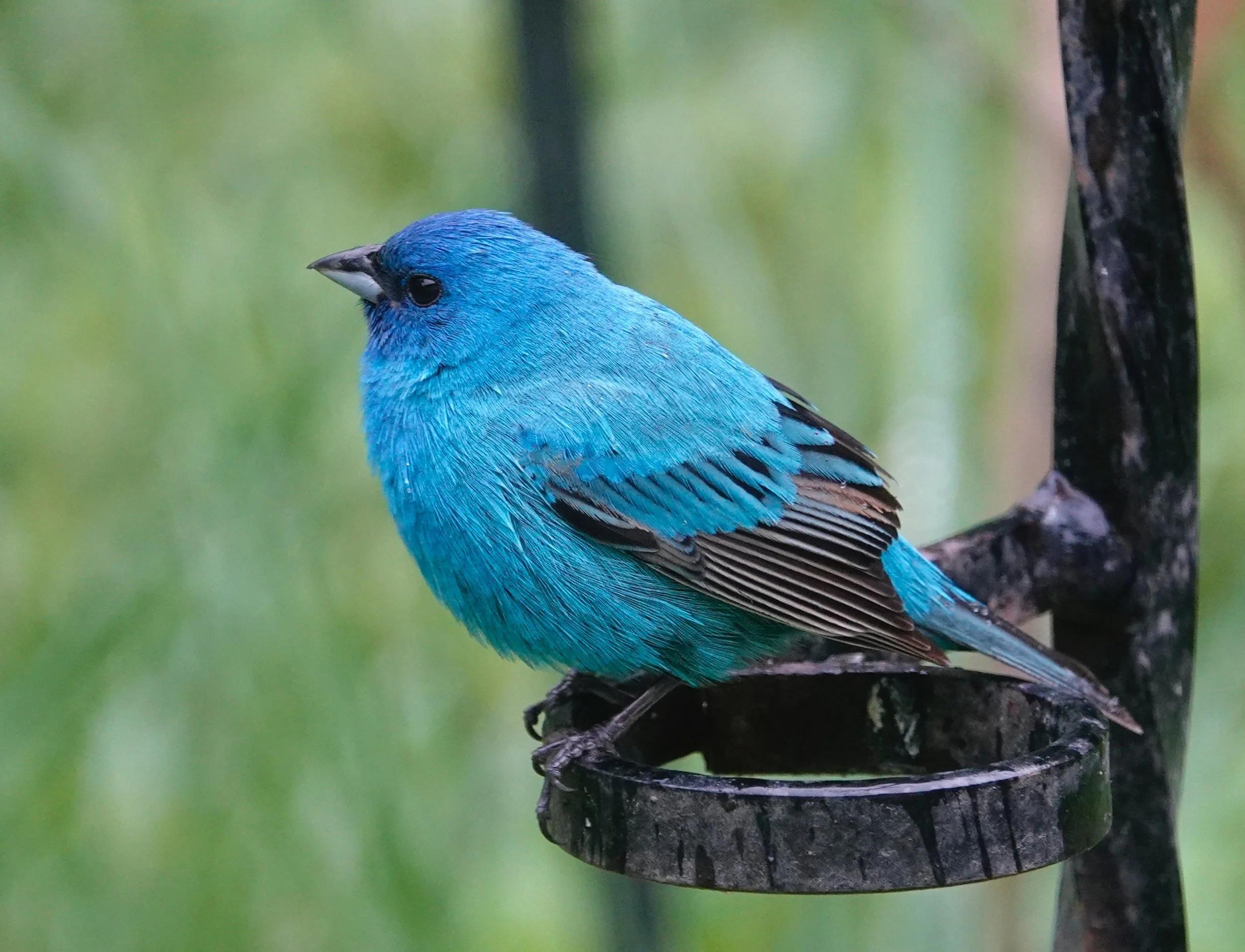 It’s no bluebird, but seeing an Indigo Bunting makes for a bluebird day.