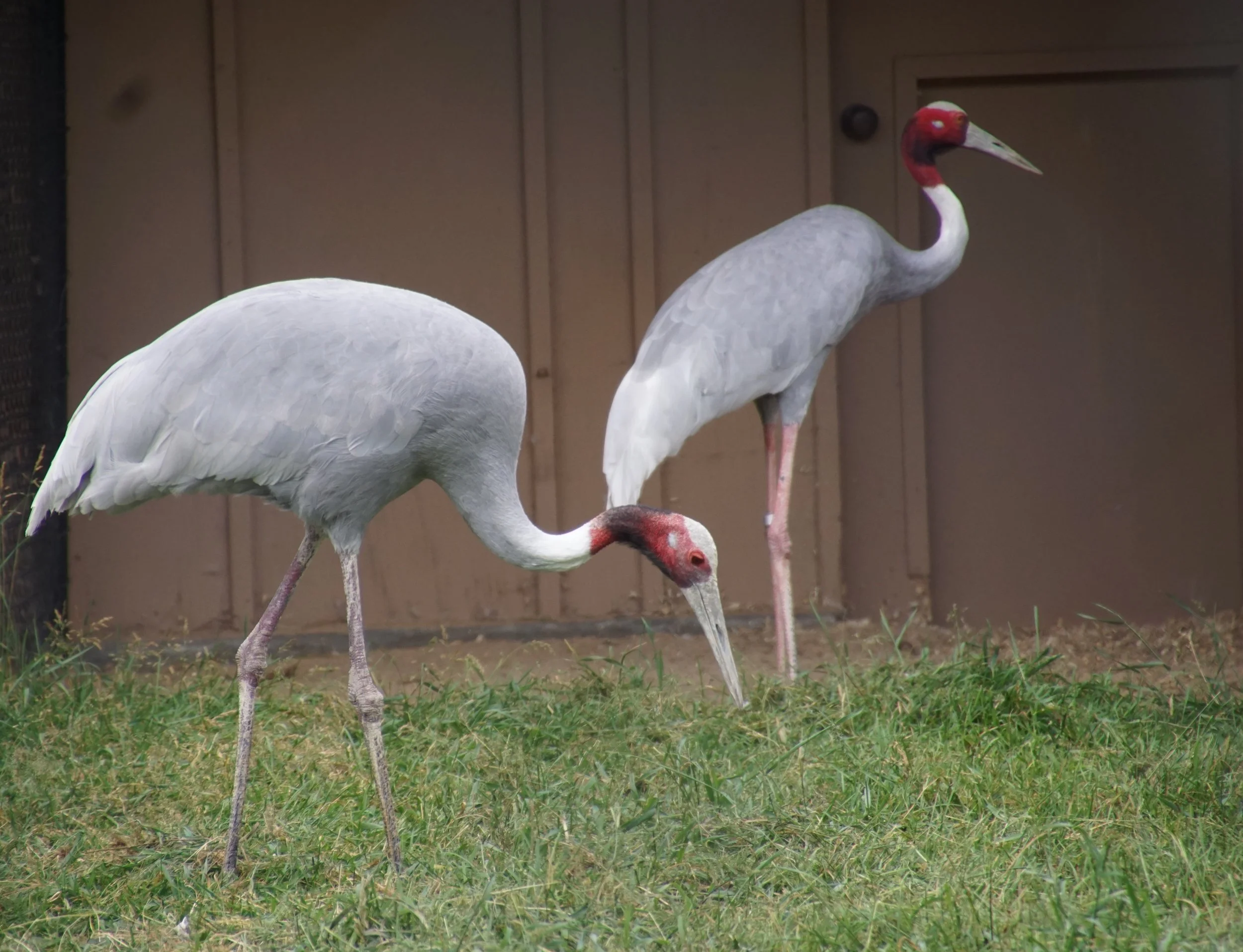 Sarus Cranes at International Crane Foundation in Baraboo, Wisconsin.