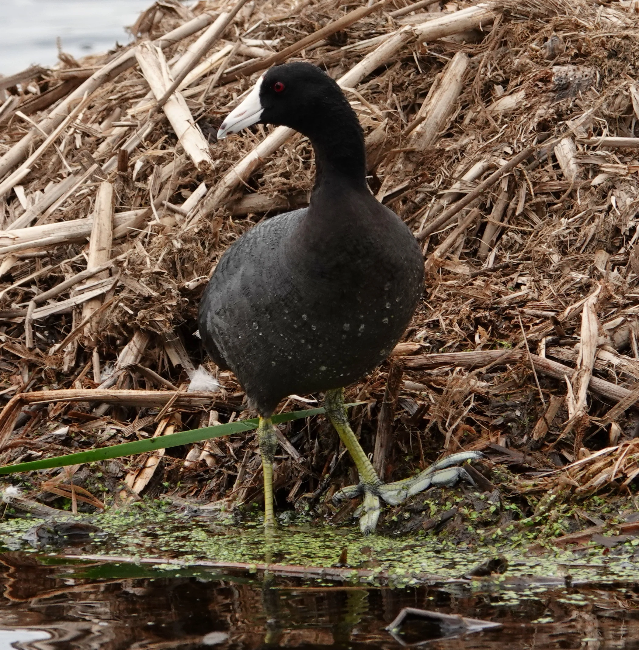 It’s a good thing coots don’t wear shoes, because they would have trouble finding some in their size.