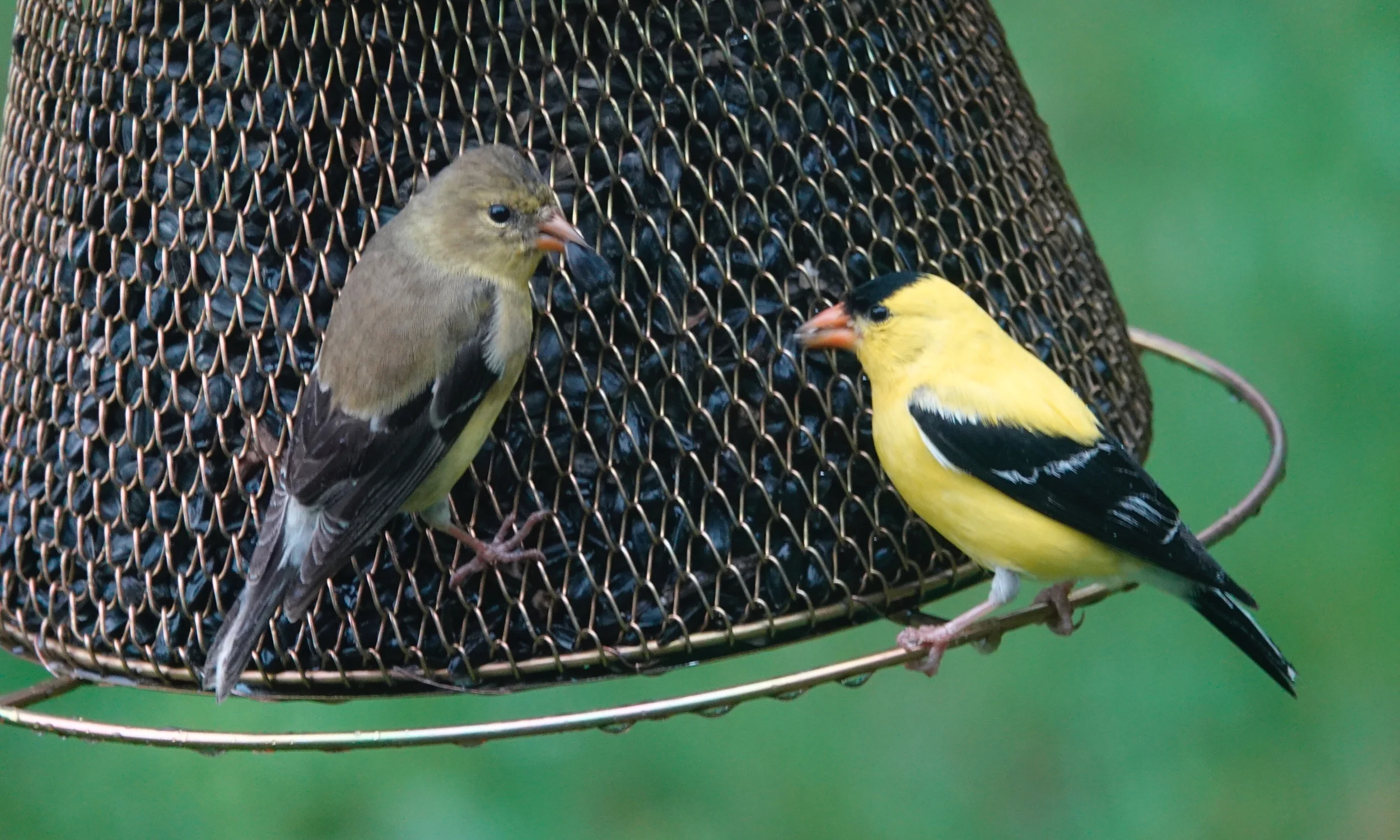 The goldfinches came for lunch, stayed for dinner.