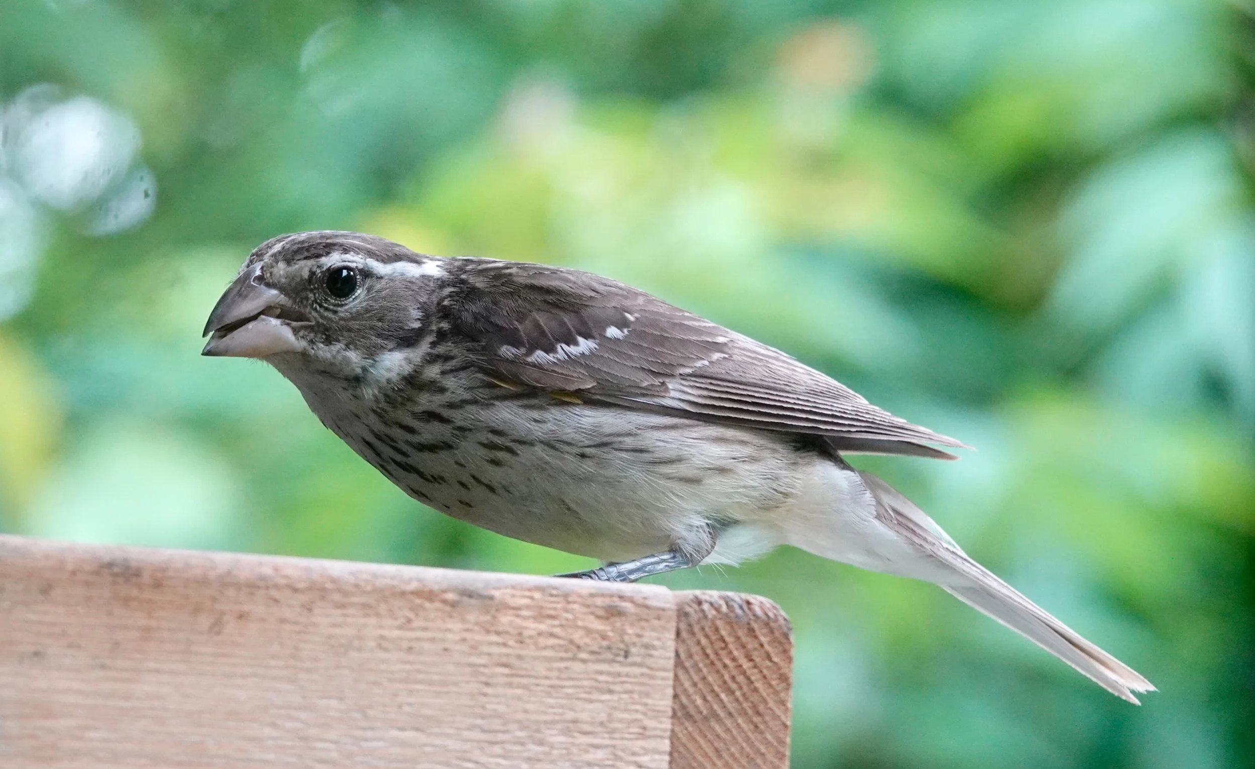 A female Rose-breasted Grosbeak doesn’t worry about her big bill for lunch.