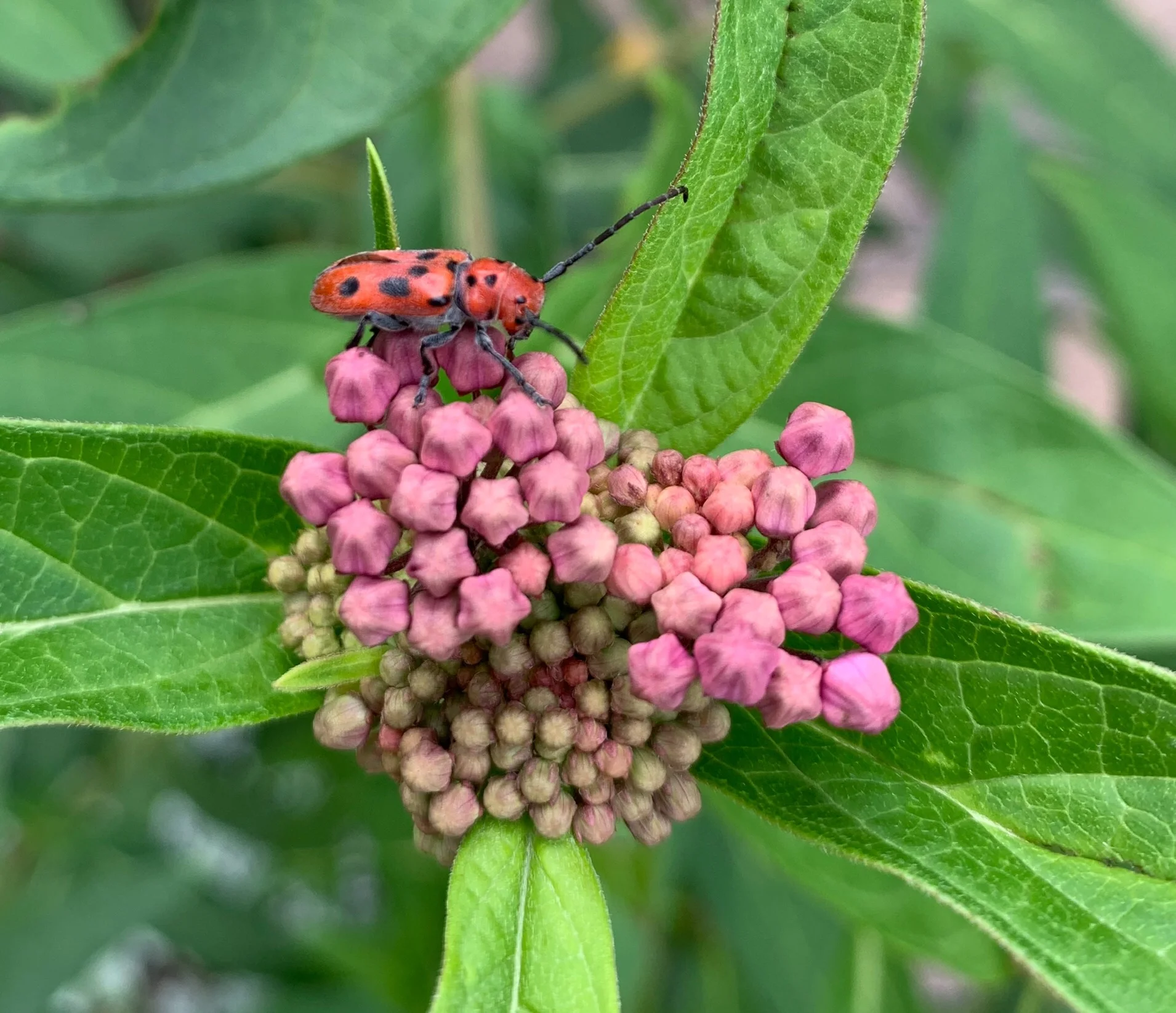 The red and black of the milkweed beetle may be aposematic (a warning coloration), advertising the beetle as something a predator might not want to eat.