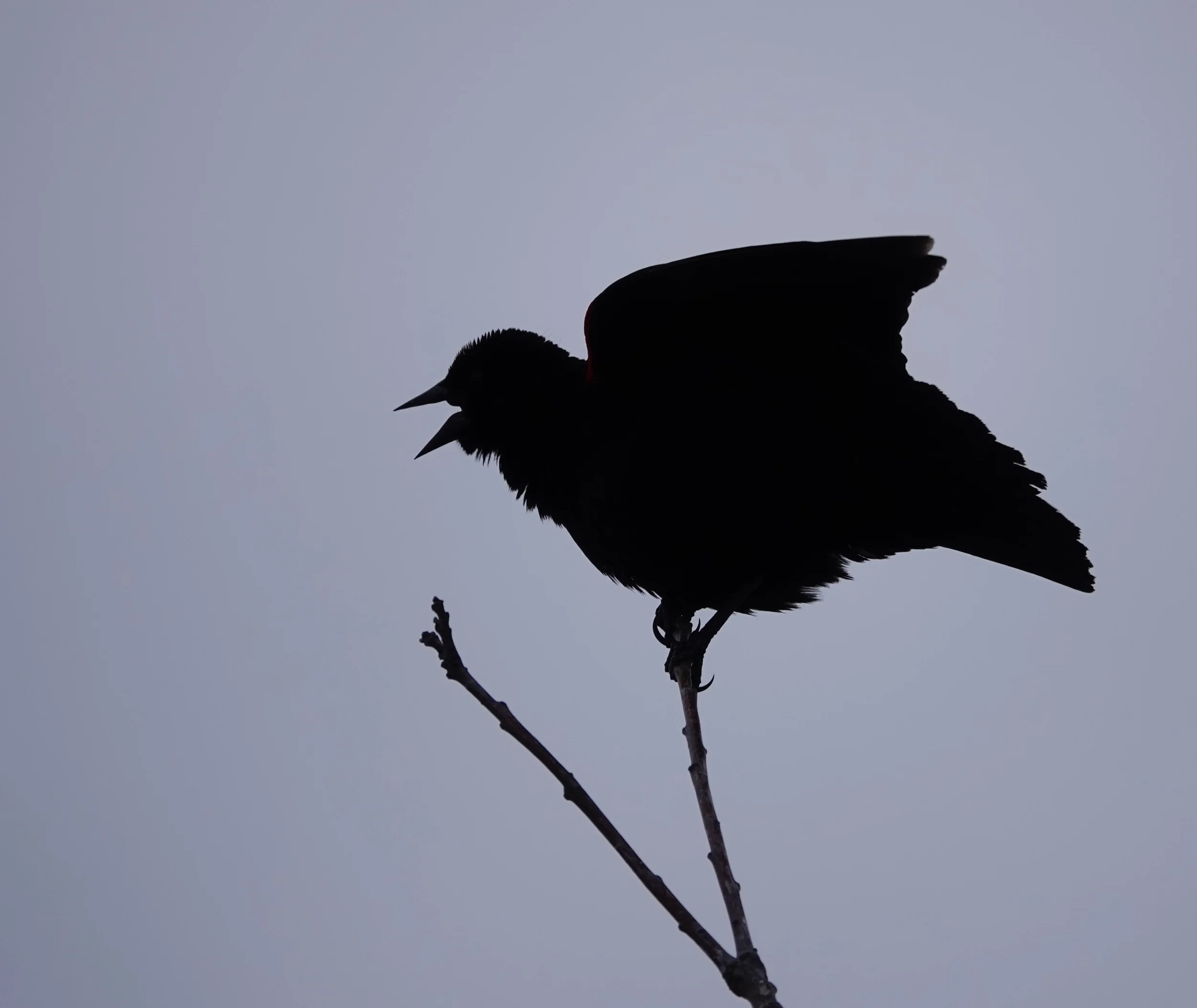 A Red-winged Blackbird singing overtime.